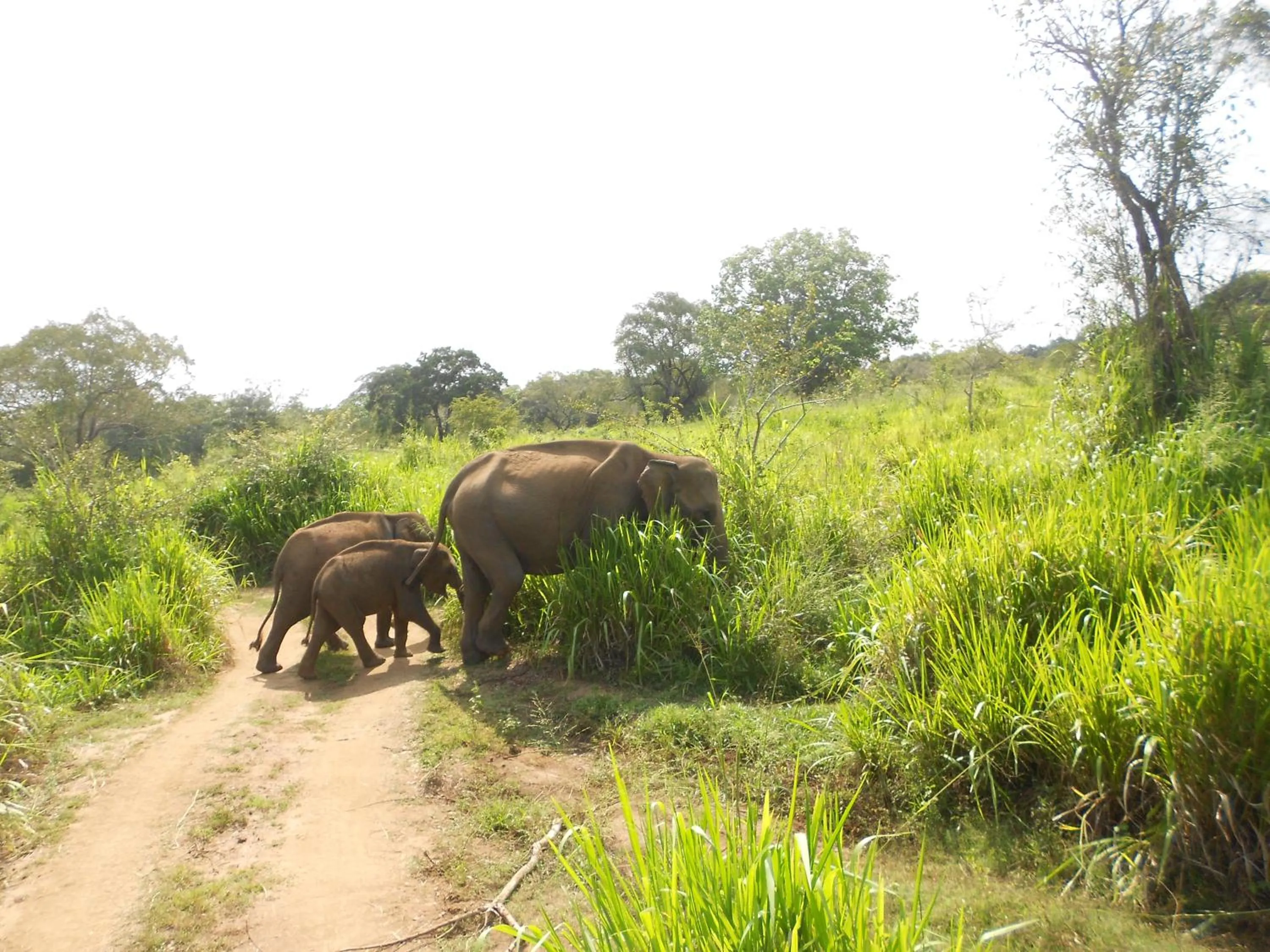 Natural landscape in Shanith Guesthouse Negombo , beach road