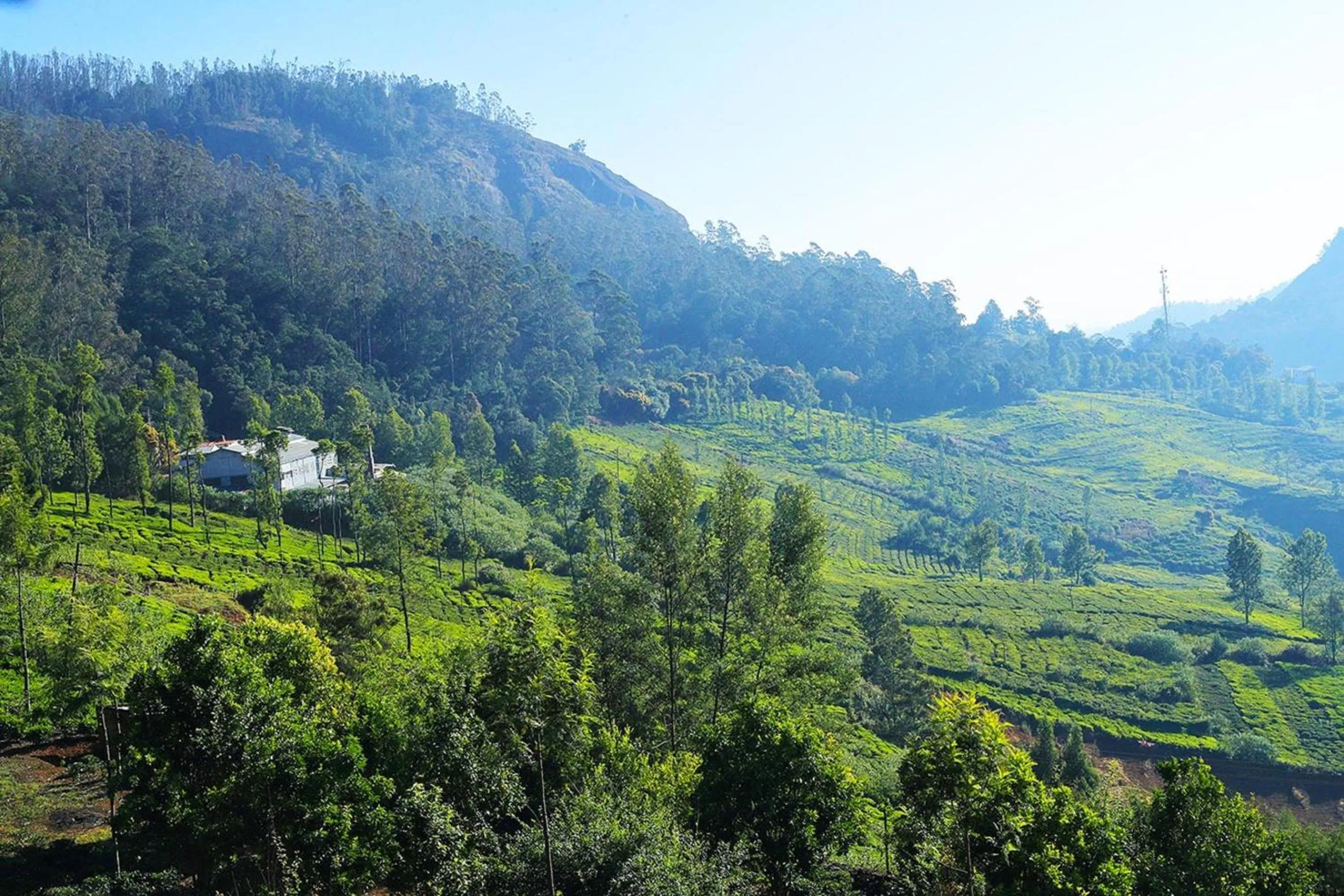 Natural landscape in Logan Camp Ooty