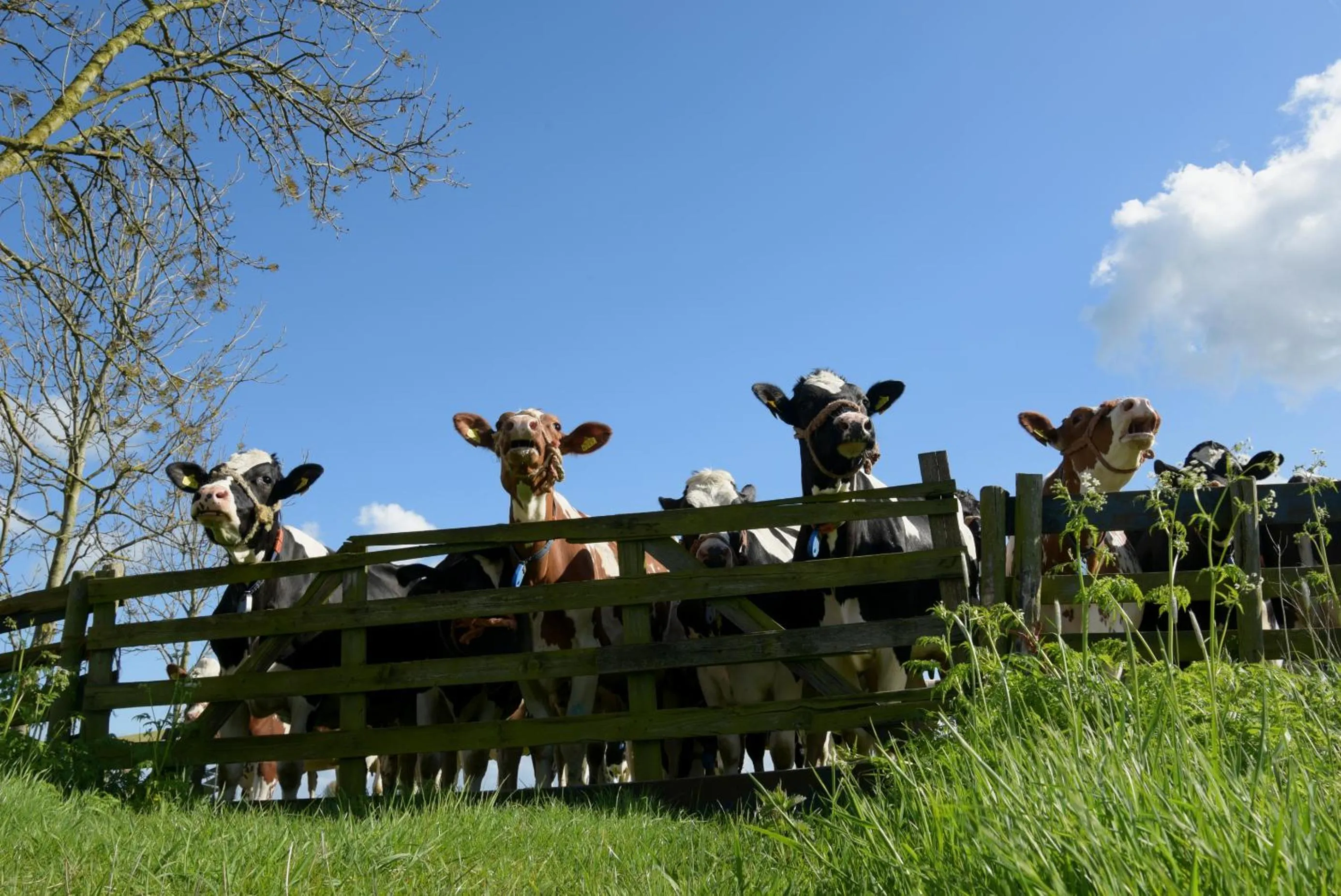 Animals in Gastenverblijf Rodenburg