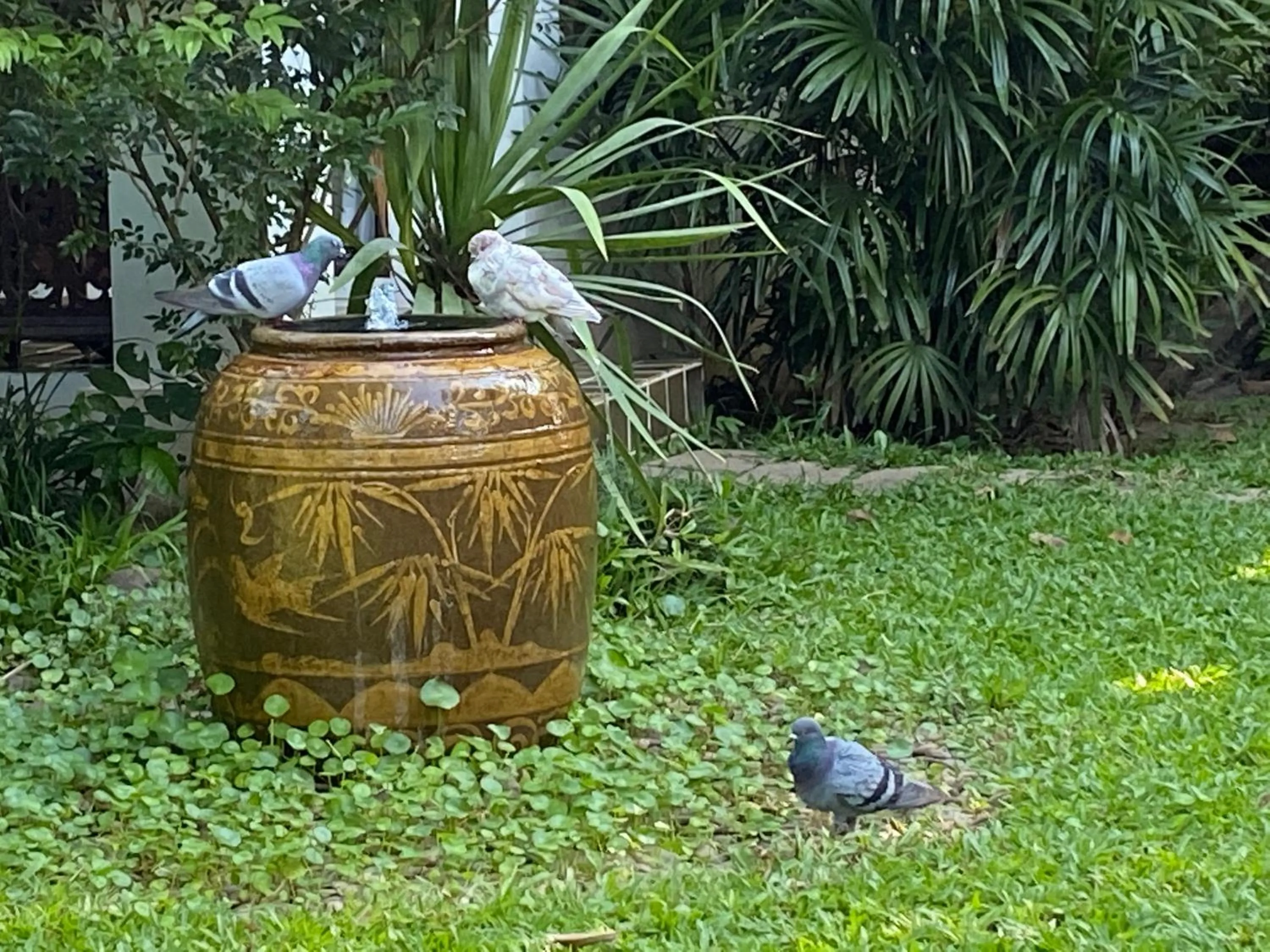 Garden in Baan Orapin