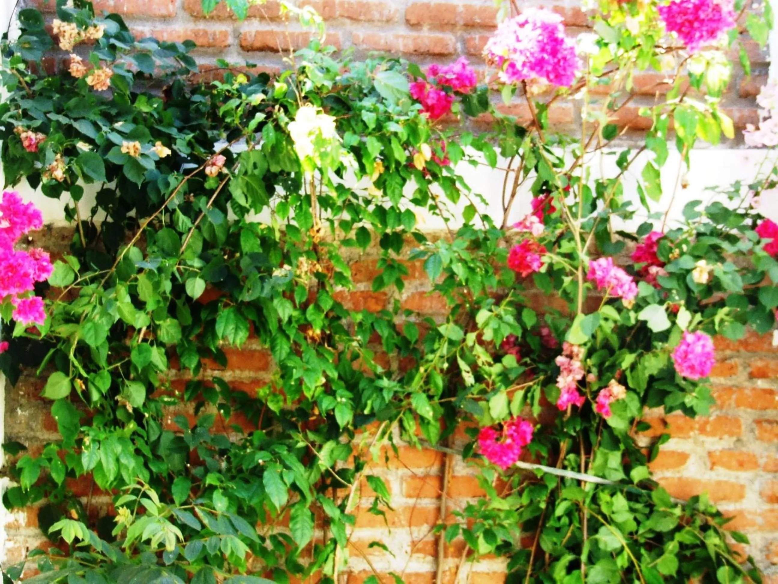 Garden in Hotel Casa Barcelona