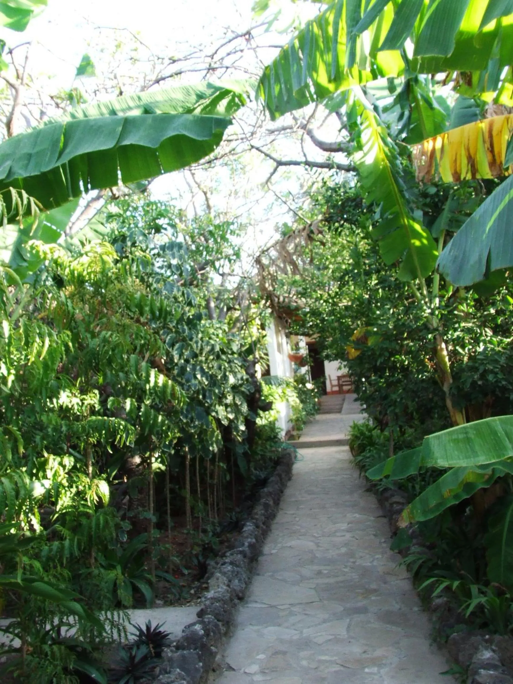 Garden in Hotel Casa Barcelona