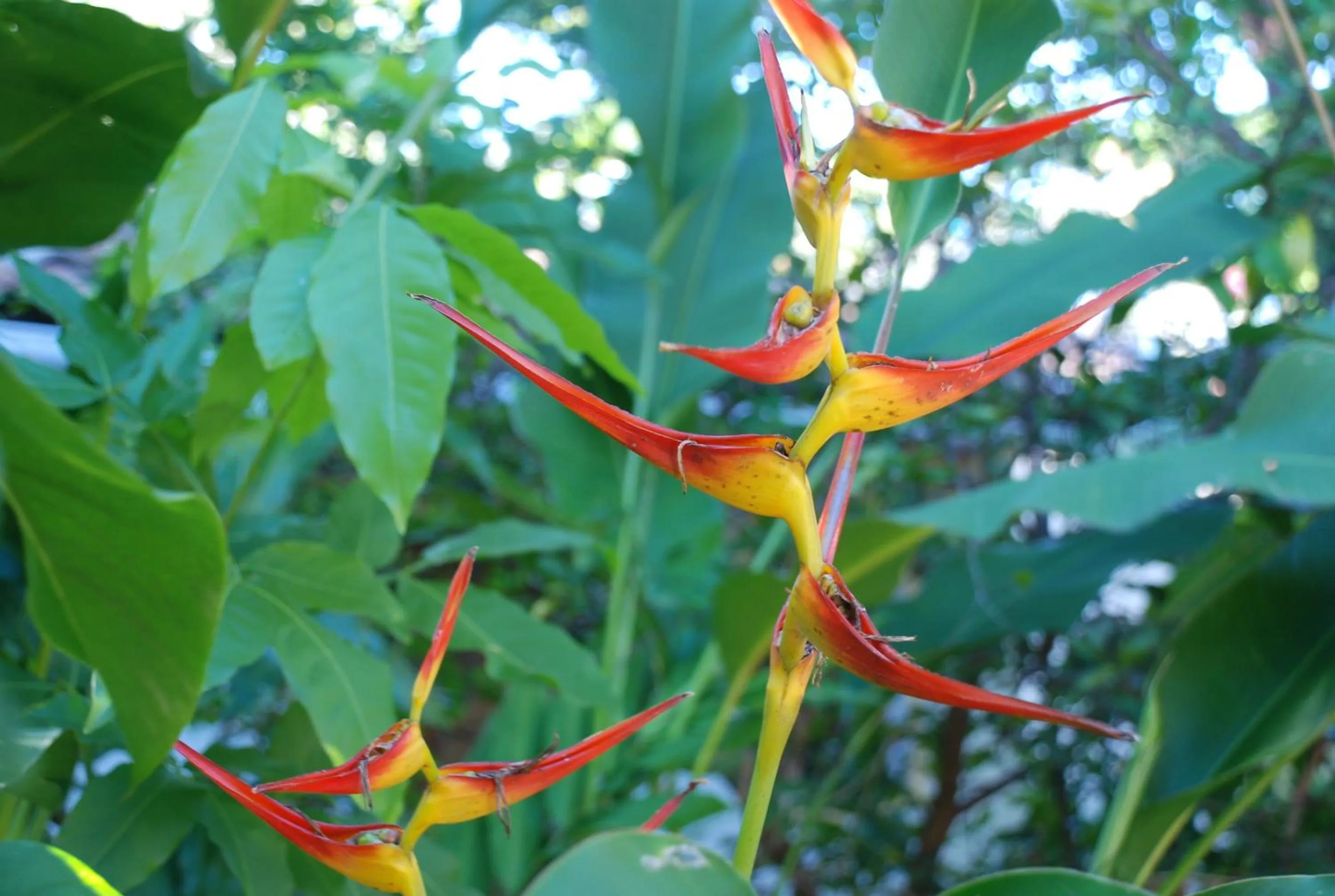 Garden in Hotel Casa Barcelona