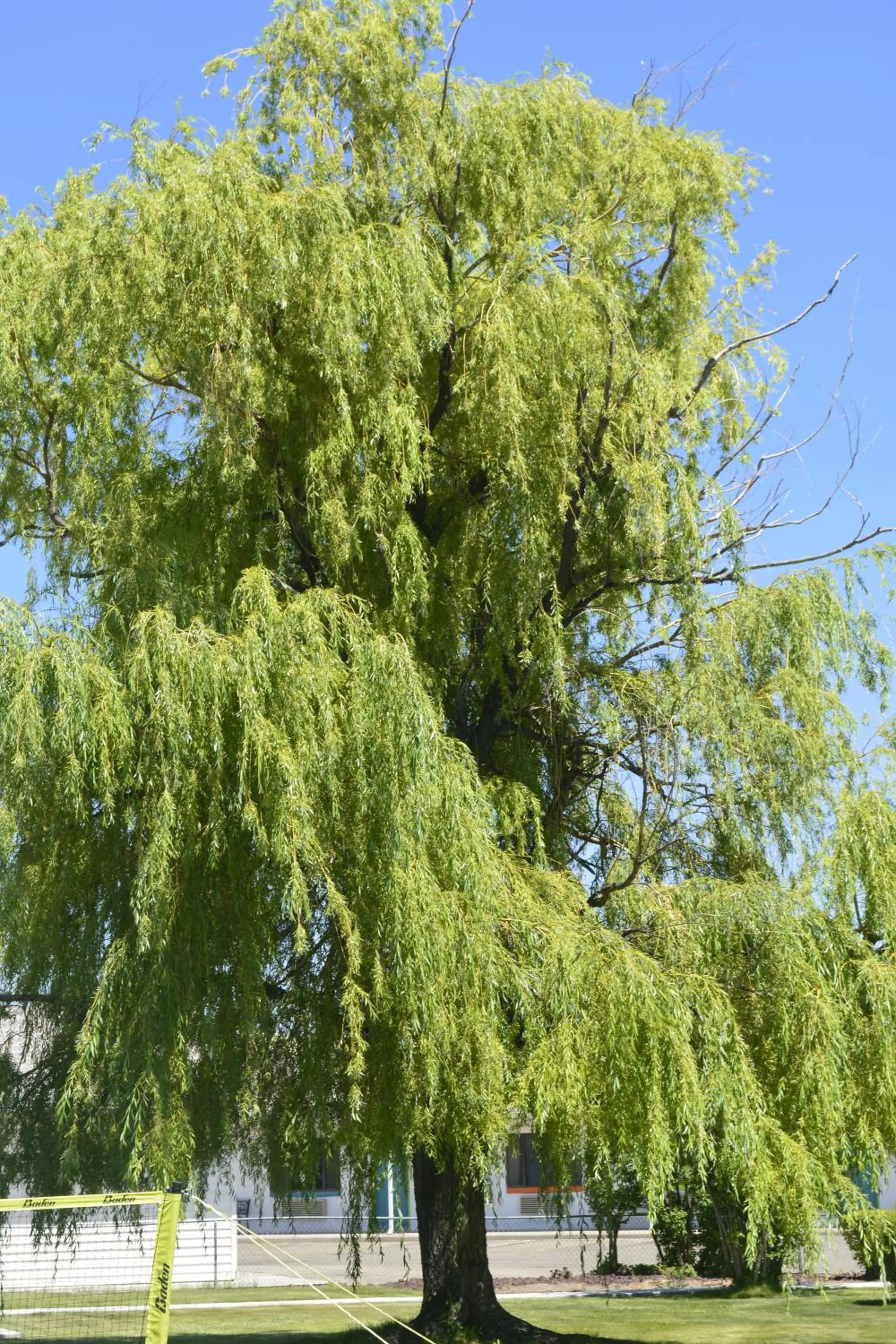 Garden in Retro Inn at Mesa Verde