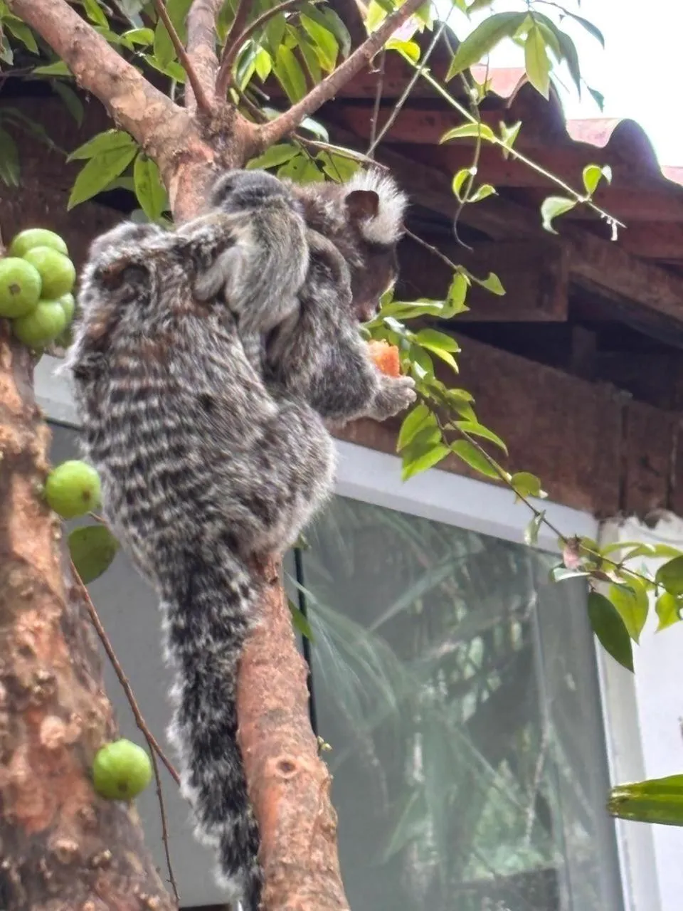 Pousada Lua Clara