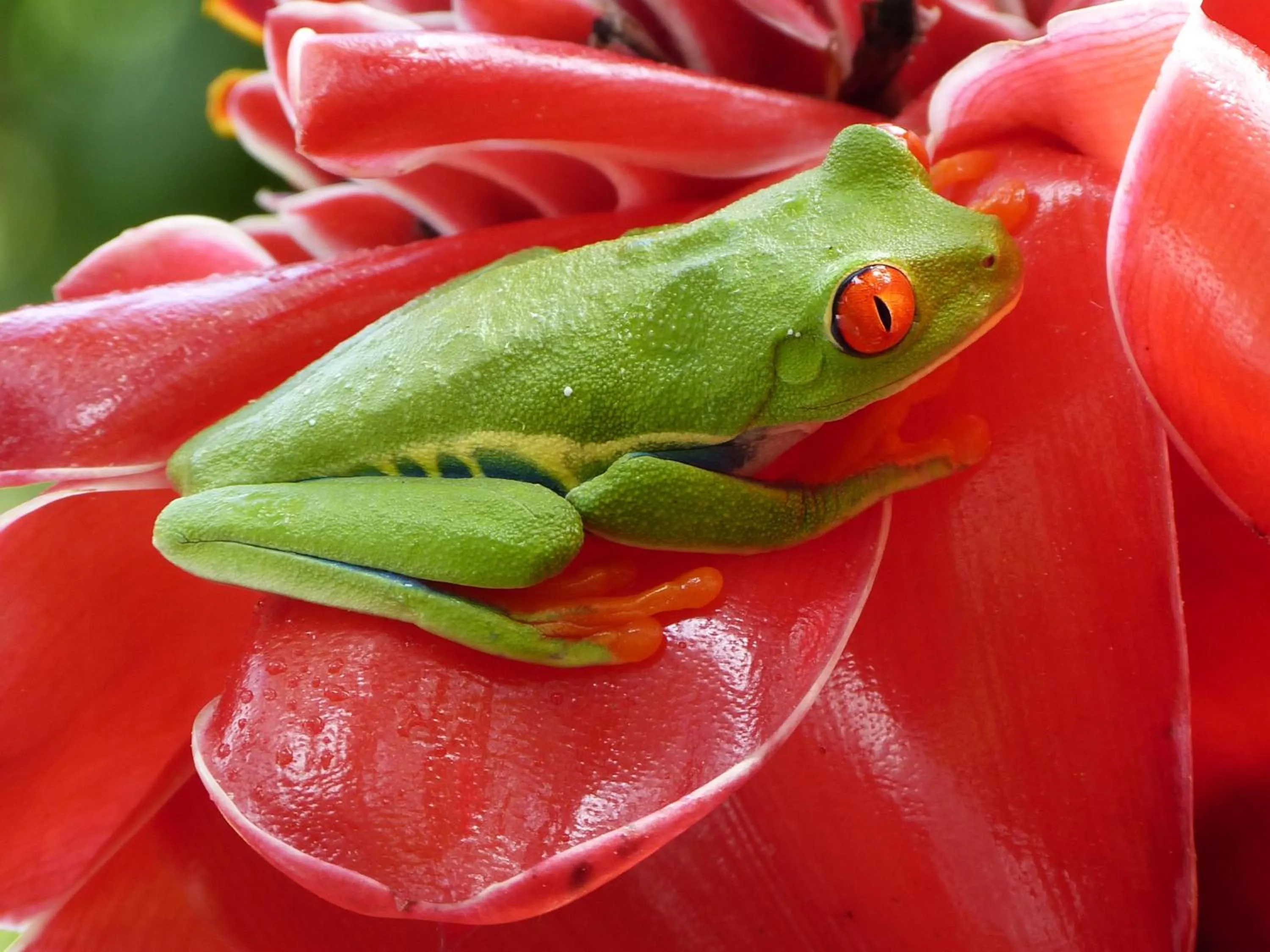 Animals in Celeste Mountain Lodge