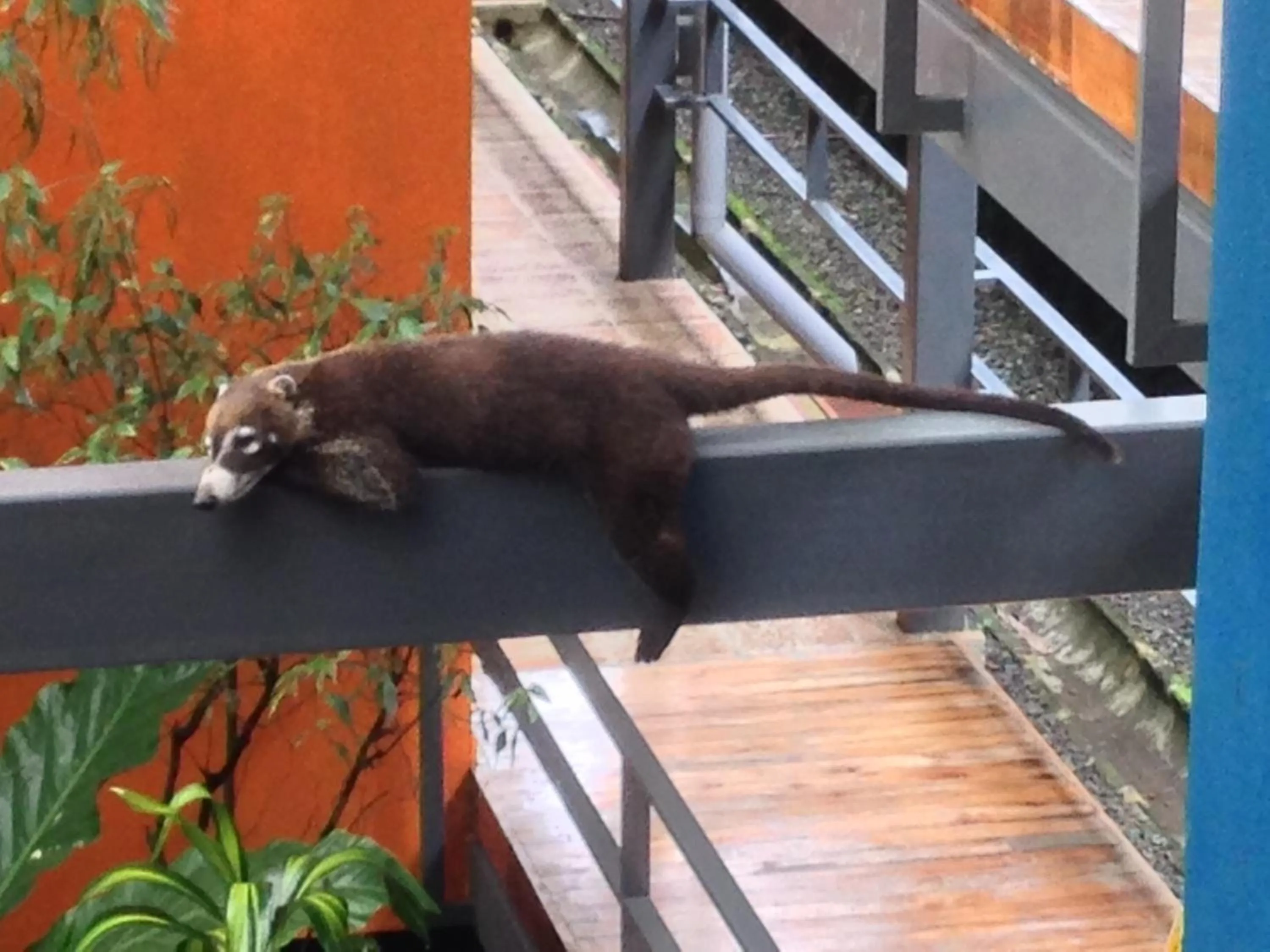 Animals in Celeste Mountain Lodge