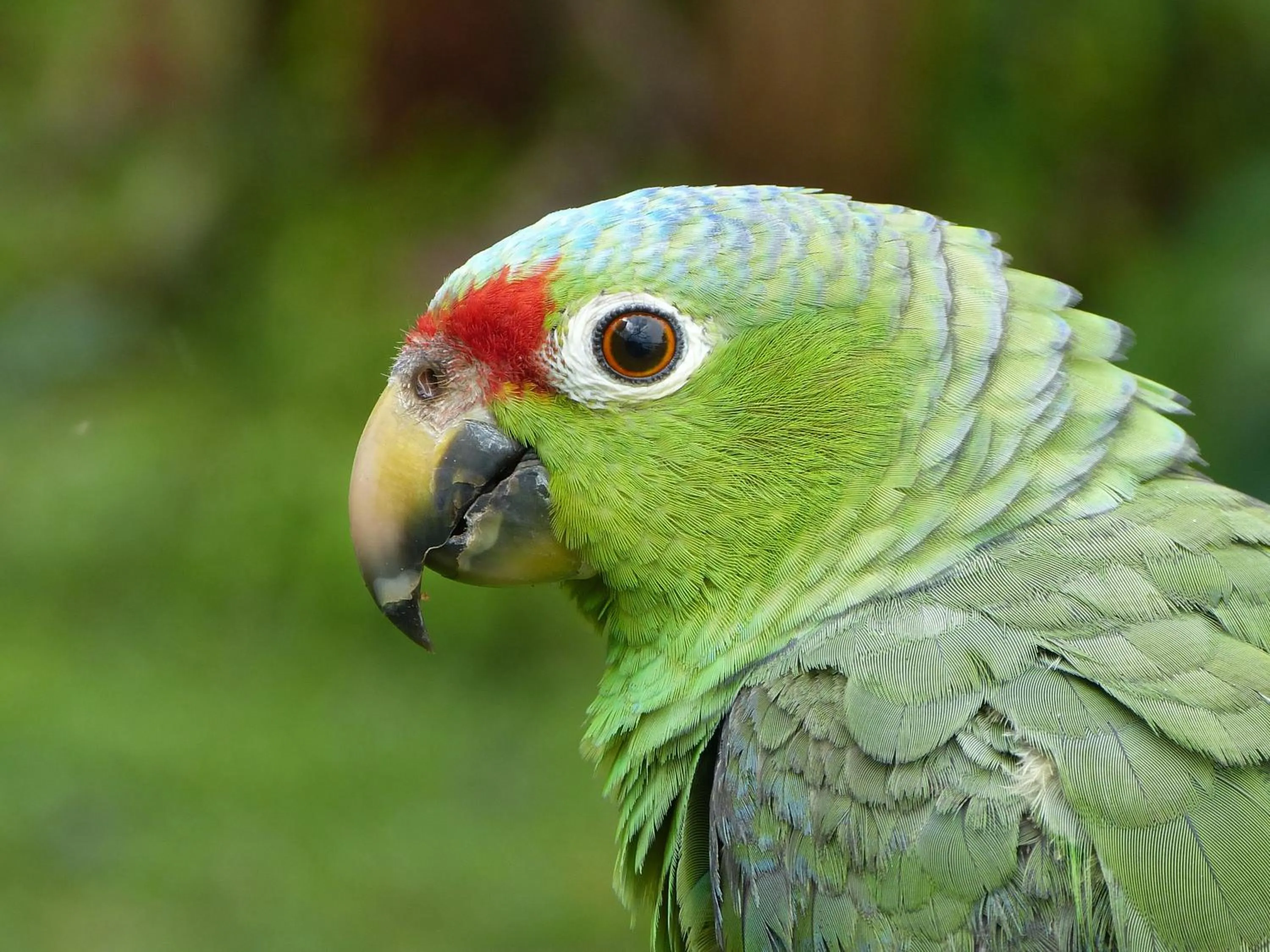 Animals in Celeste Mountain Lodge