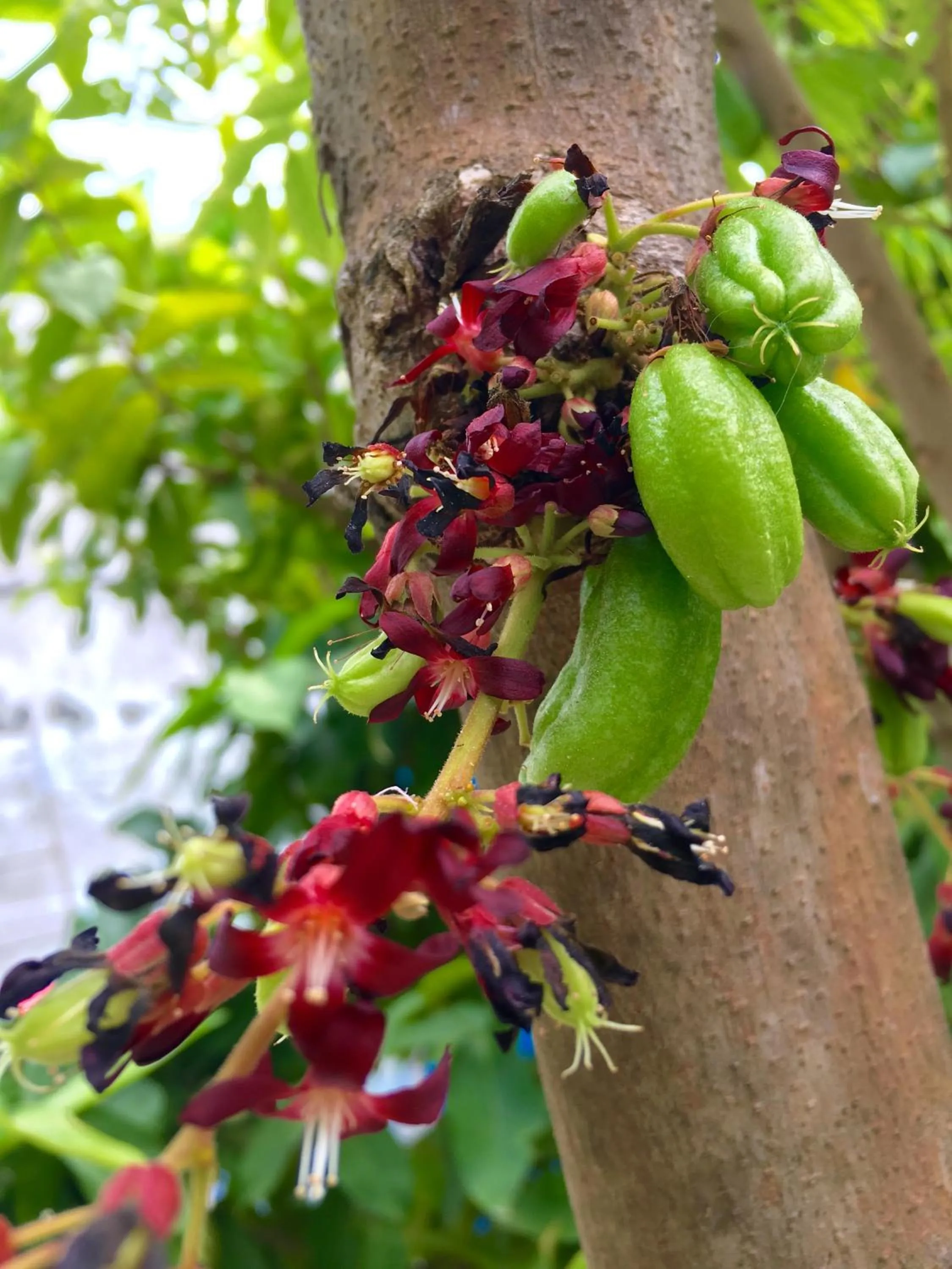 Garden in Faza View Inn, Maafushi