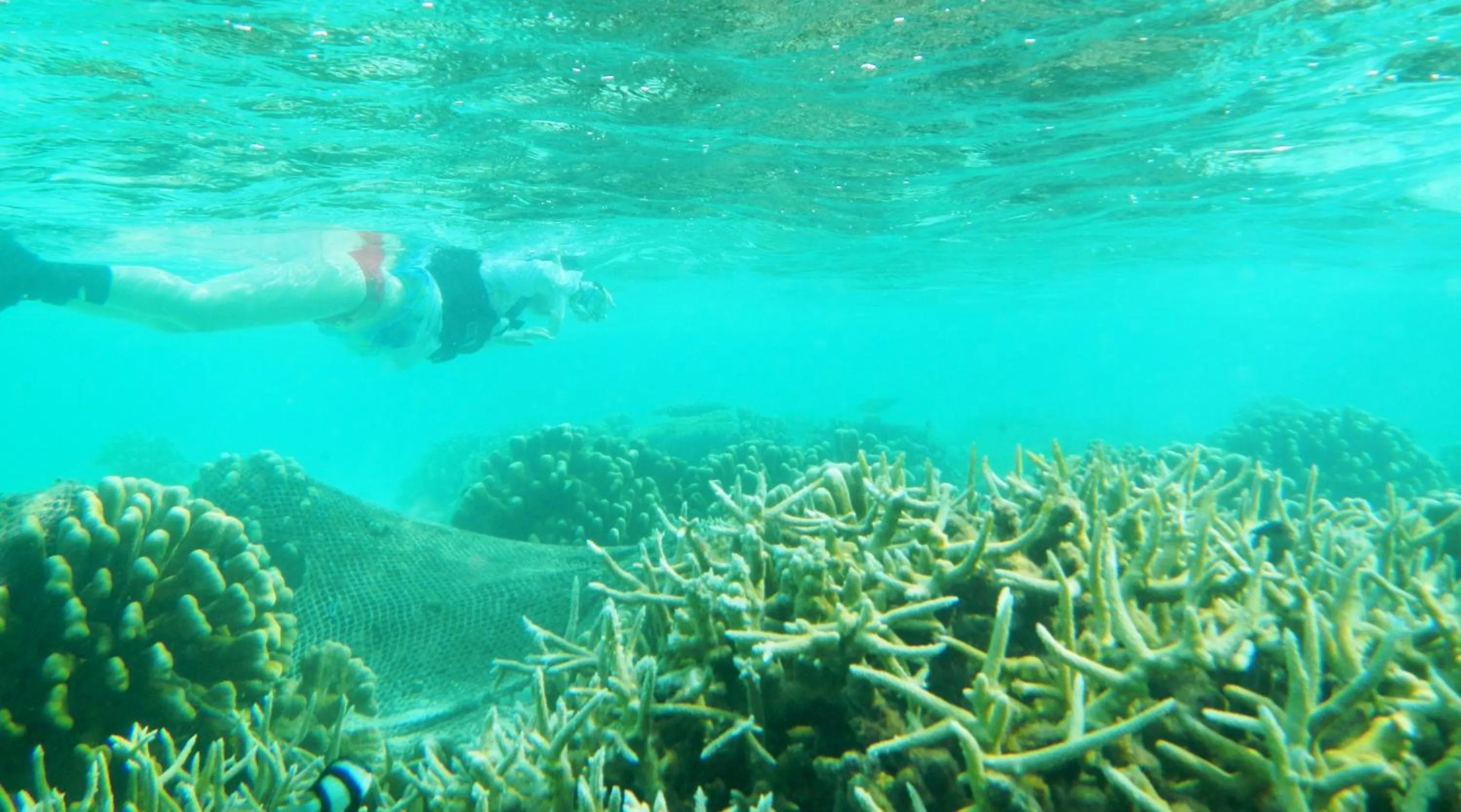 Snorkeling in Faza View Inn, Maafushi