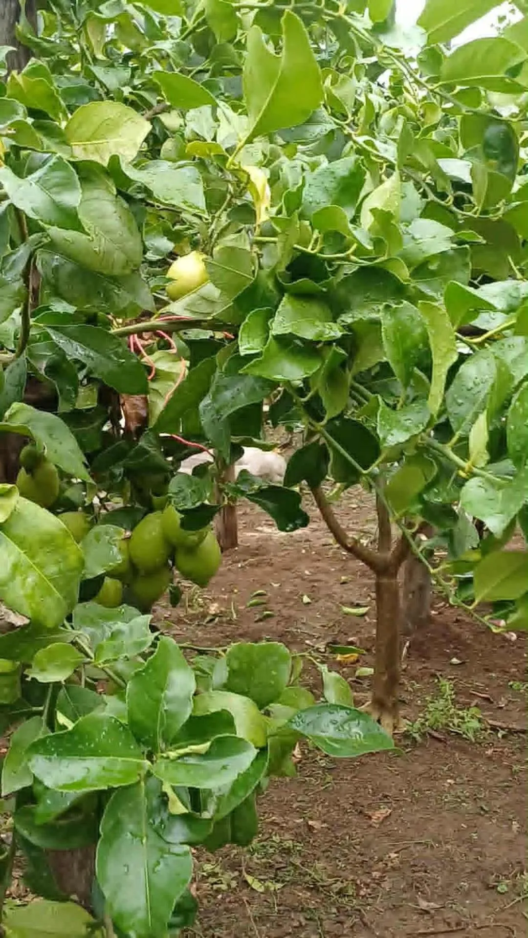 Natural landscape in Haidi House