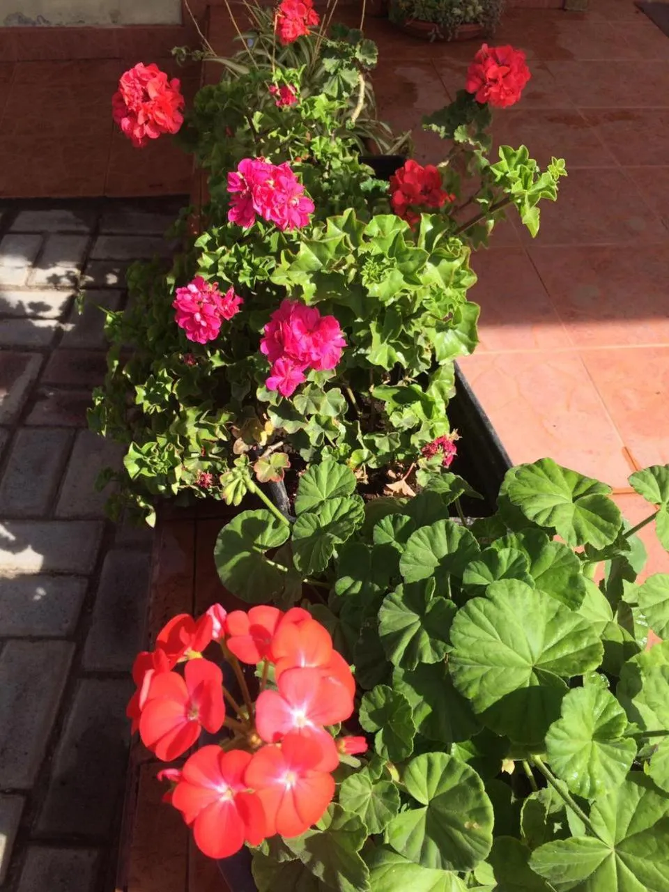 Garden in Las Hortensia's Casa De Huespedes