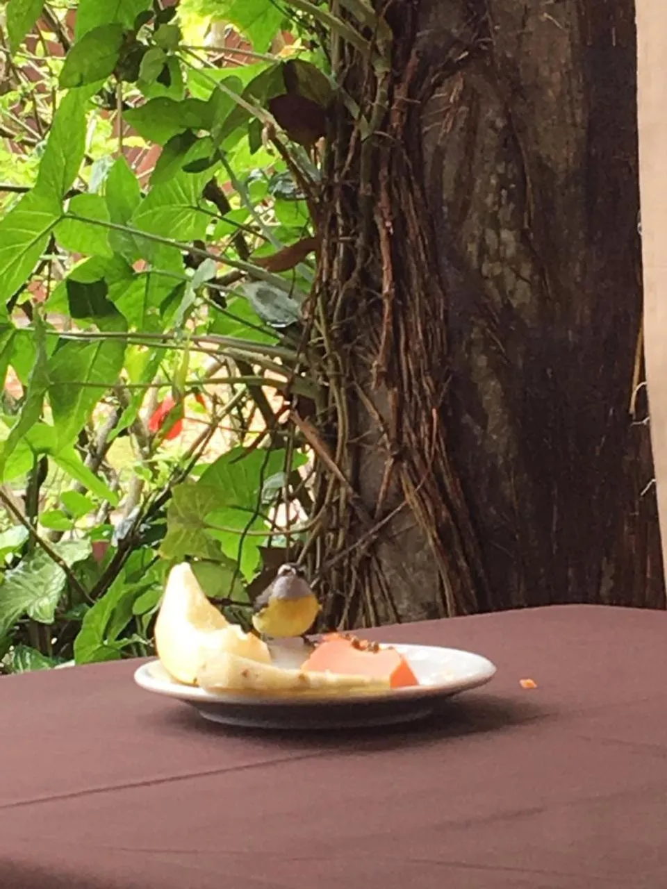 Patio in Pousada Aroeira