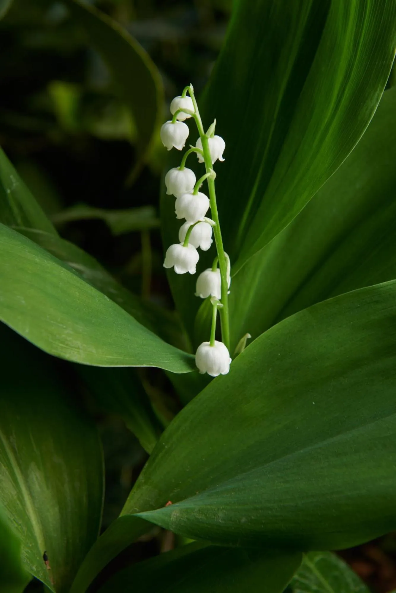 Garden in Palm Gallery Hotel