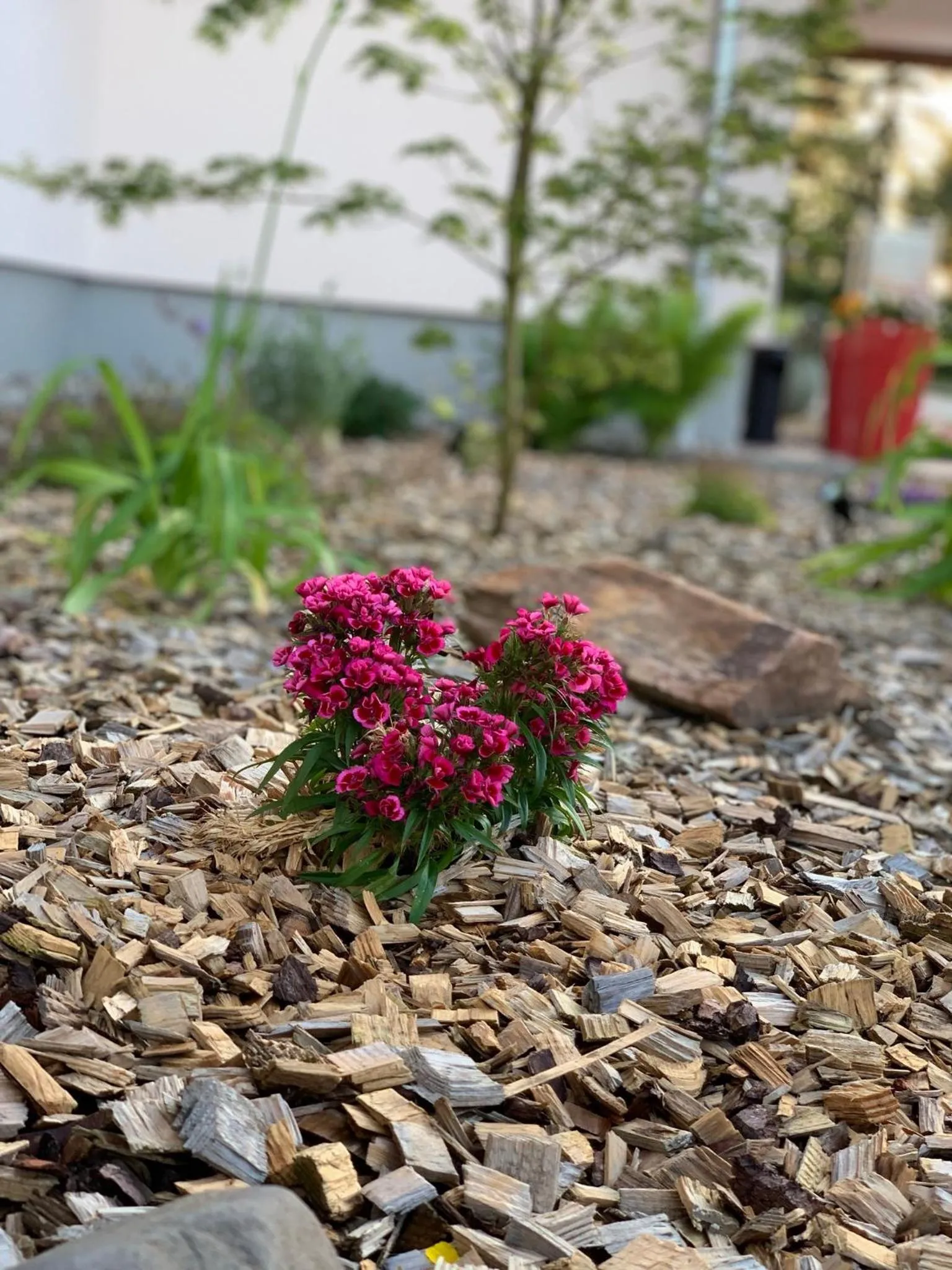 Garden in Hotel Bannewitz B&B