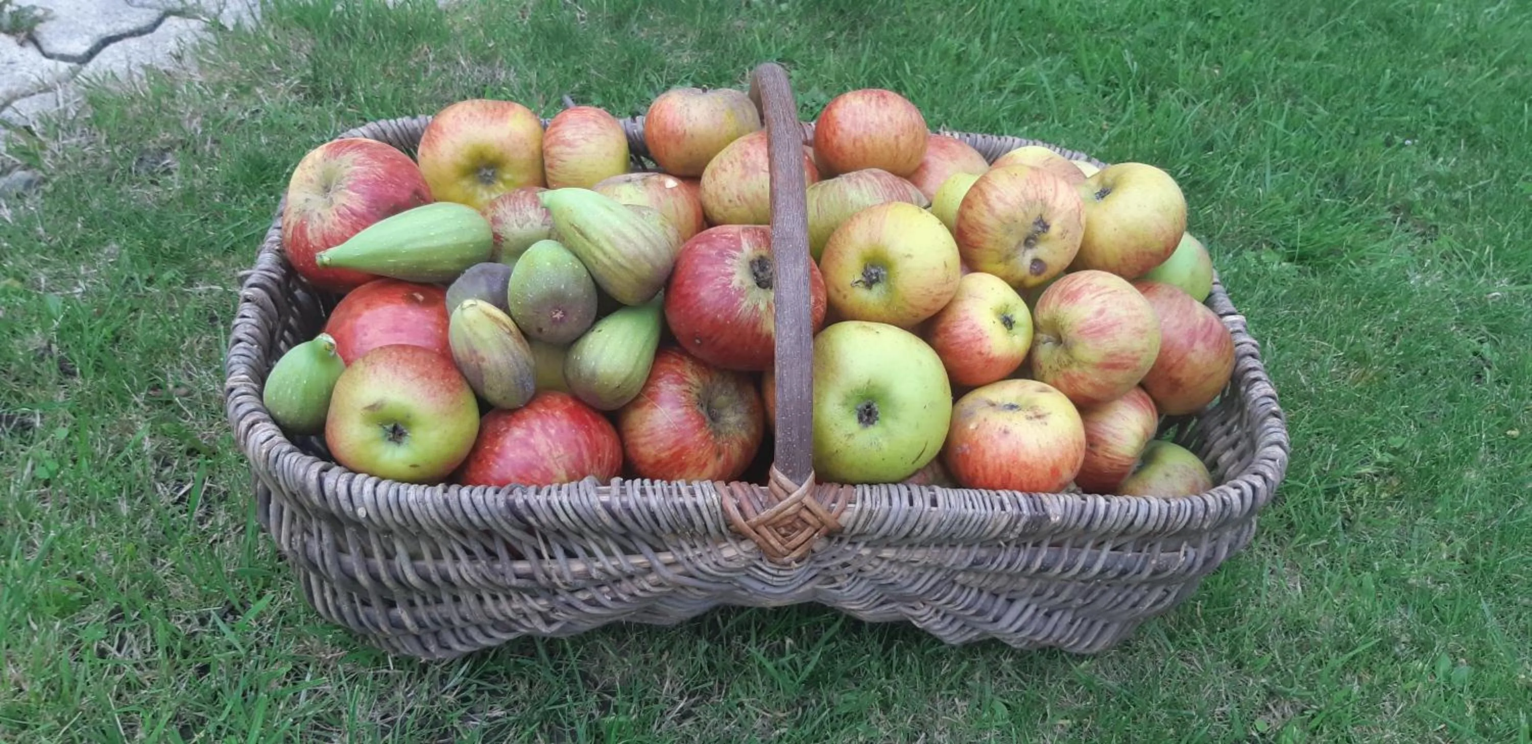 Garden in Les Hortensias GR 34 - Chambres d'Hôtes