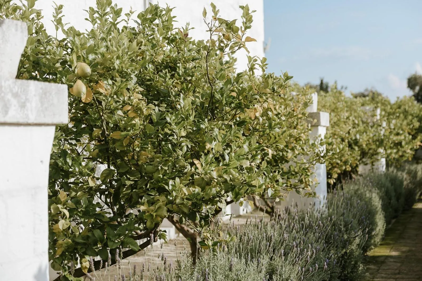 Property building in Masseria Mammella