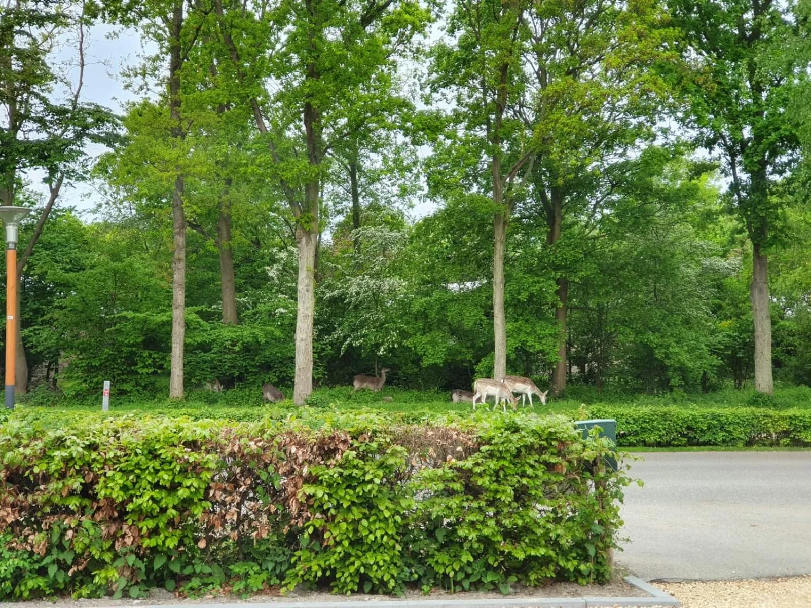 Animals in B&B Dennenbos