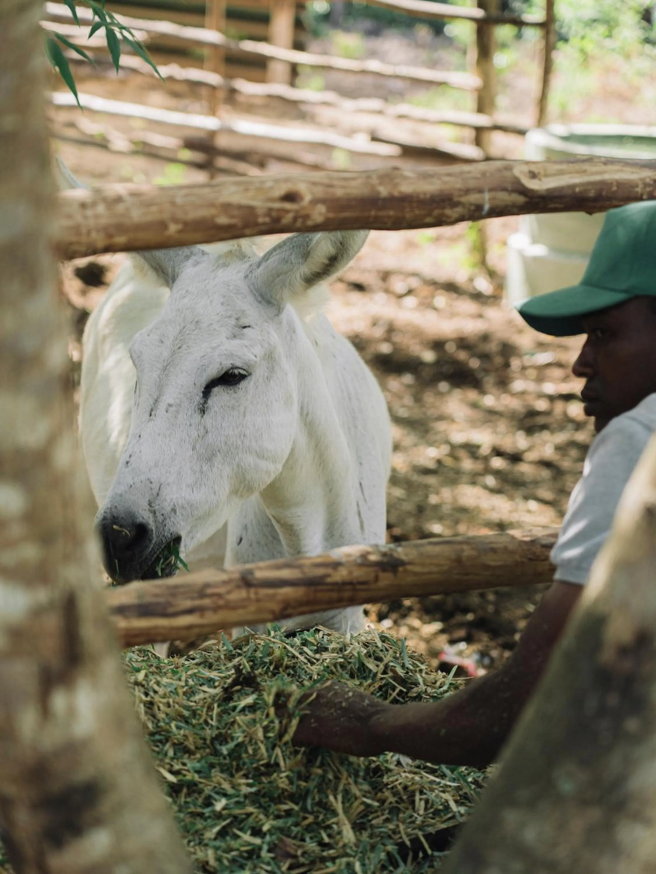 Activities in Melia Zanzibar