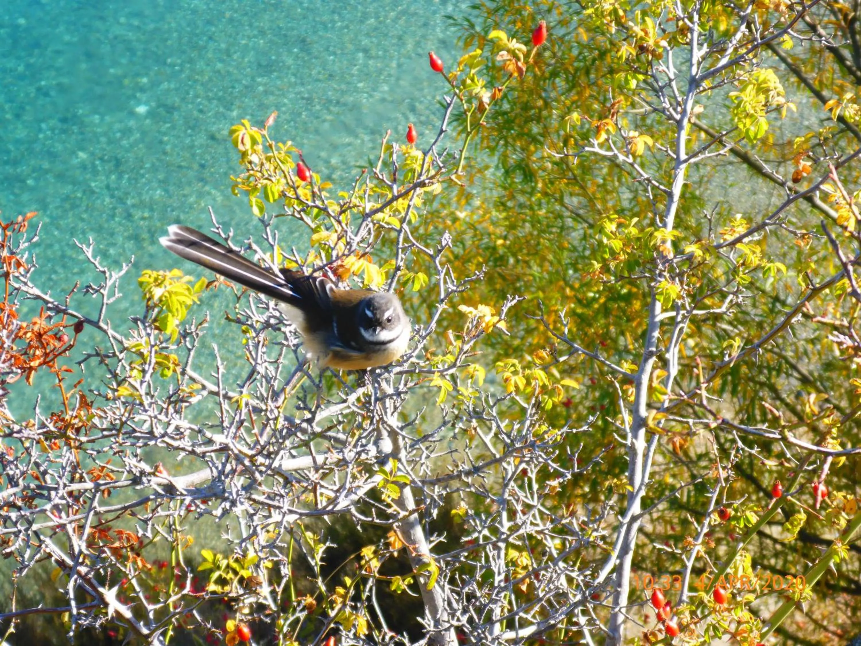 Animals in Fran and Frankie's Bed & Breakfast