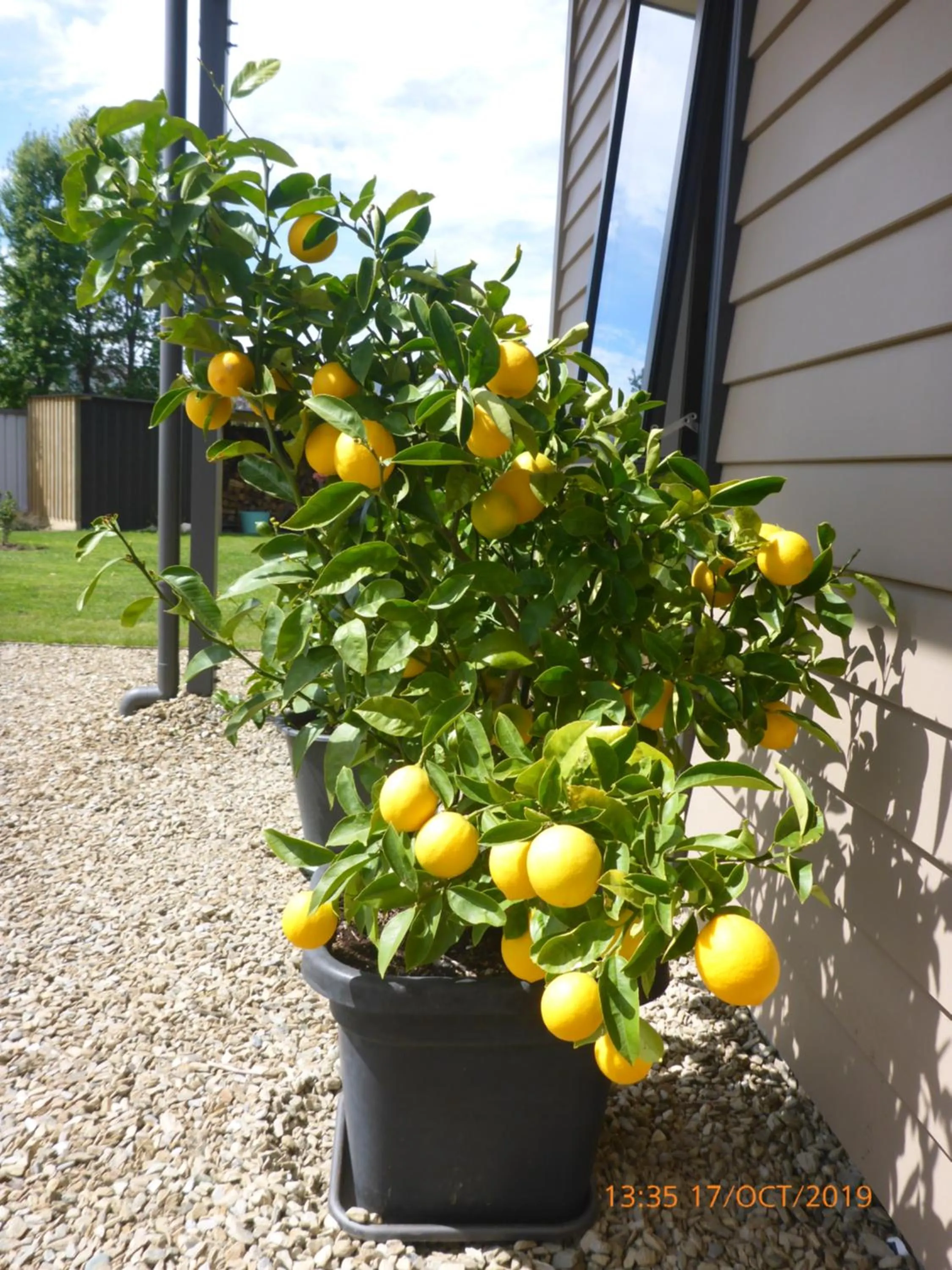 Garden in Fran and Frankie's Bed & Breakfast