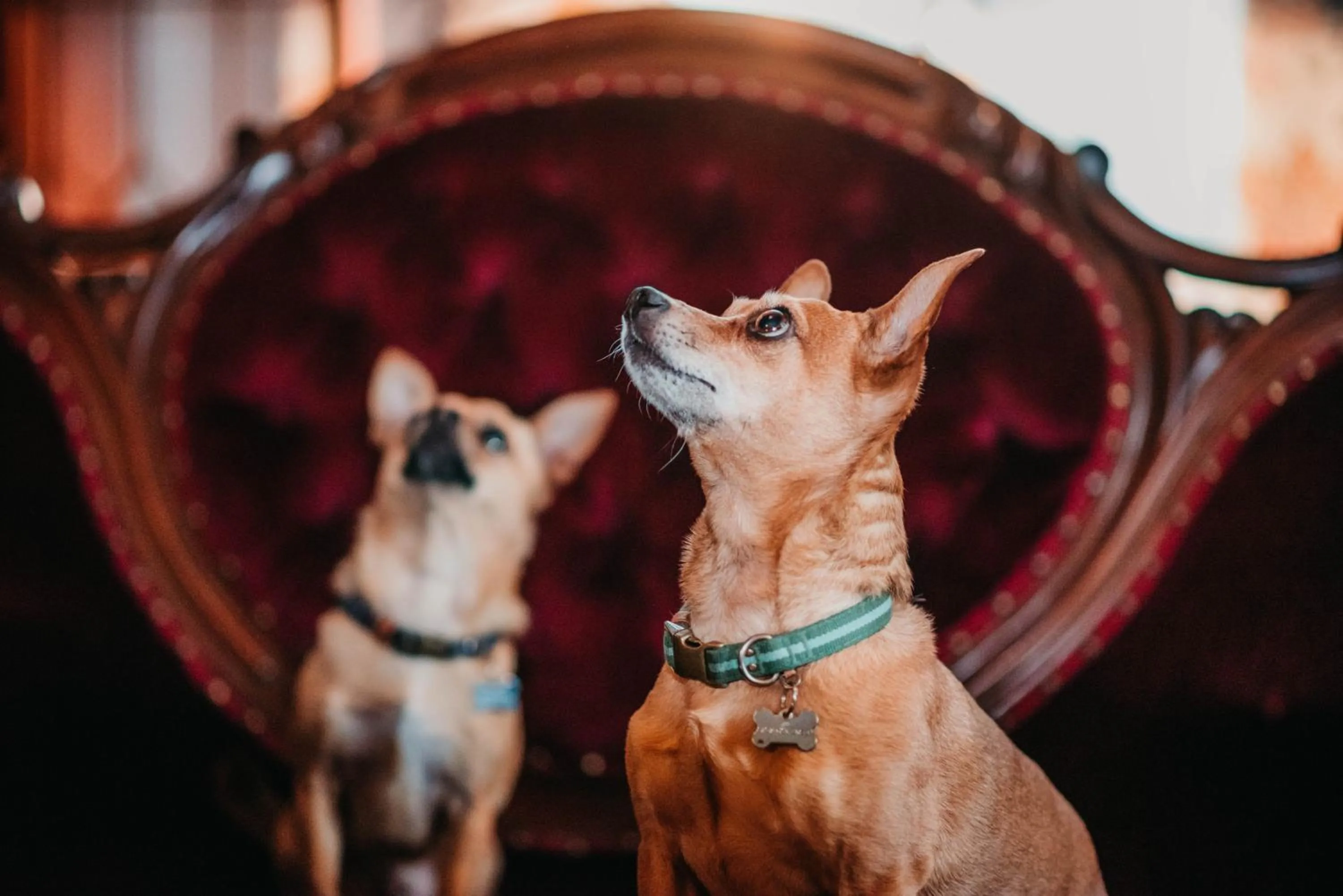 Pets in The Claiborne Bed and Breakfast