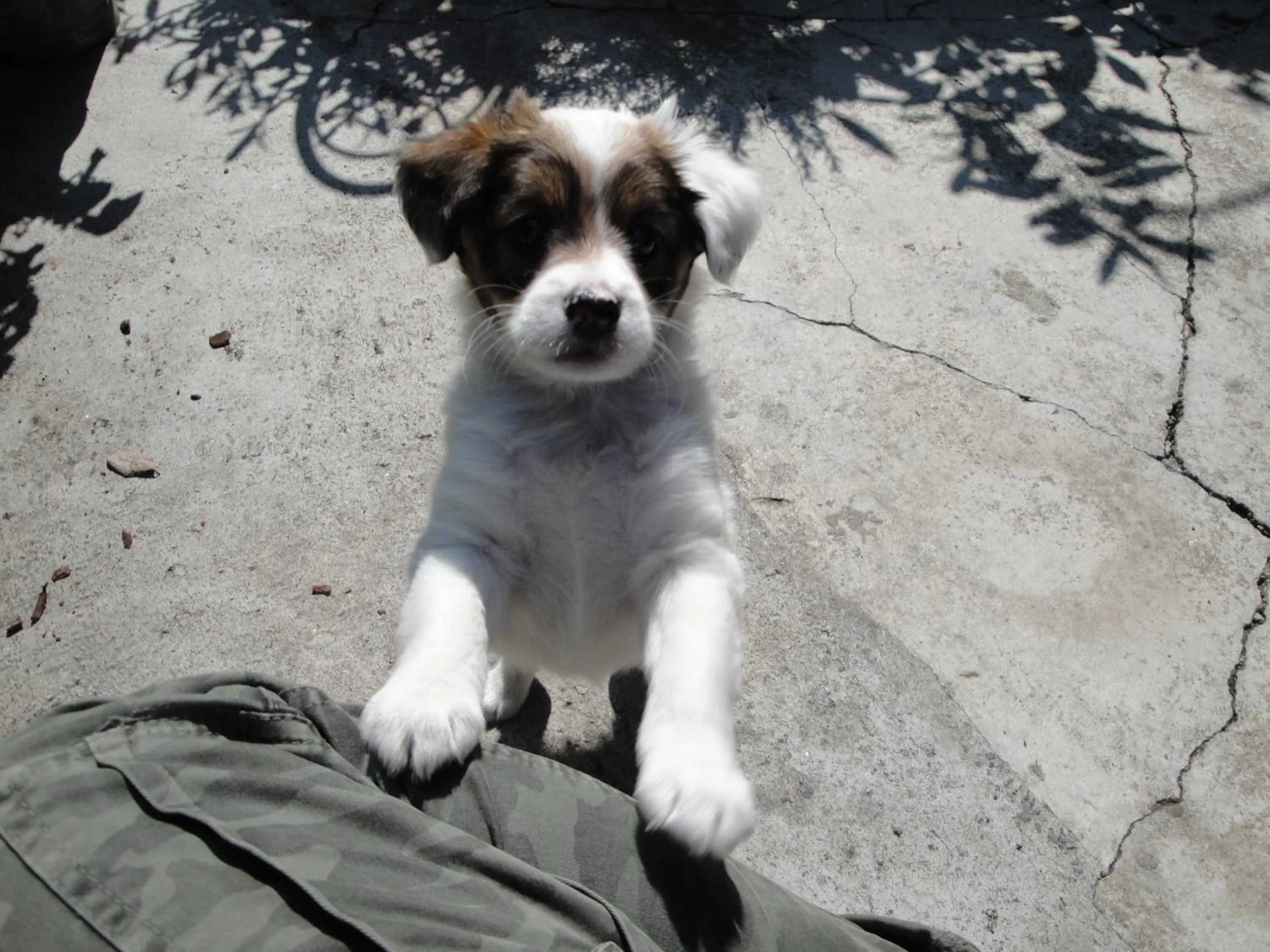 Pets in The Tower Of The Old King