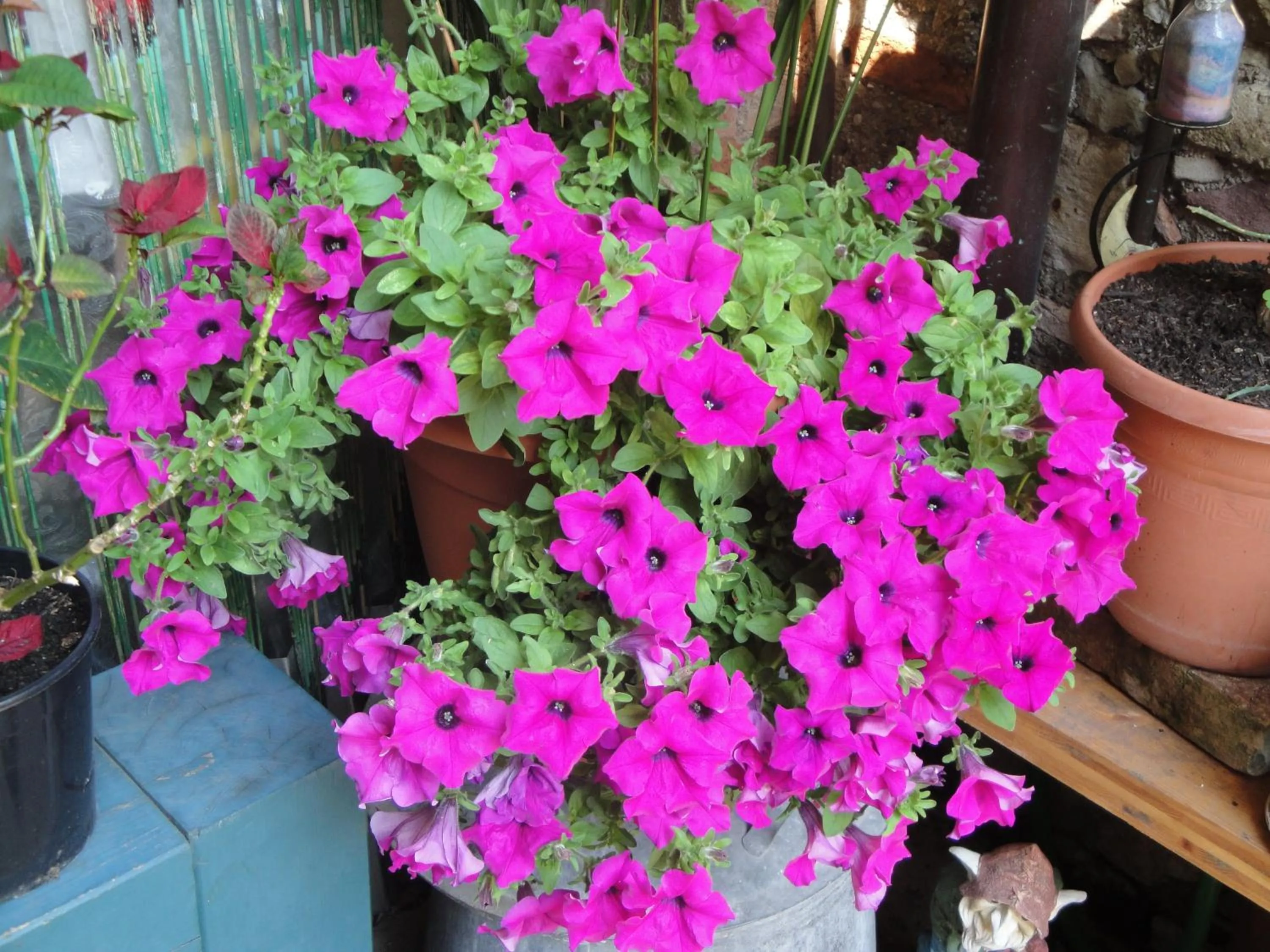 Garden view in The Tower Of The Old King