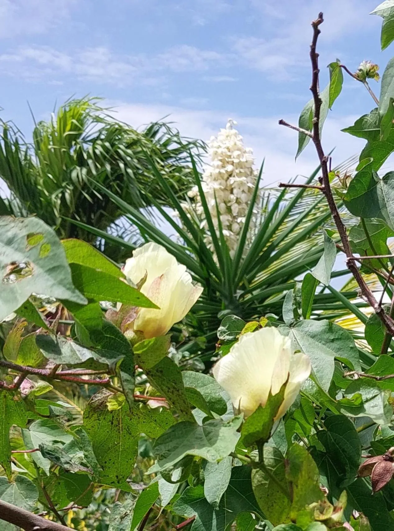 Garden in Logisrev