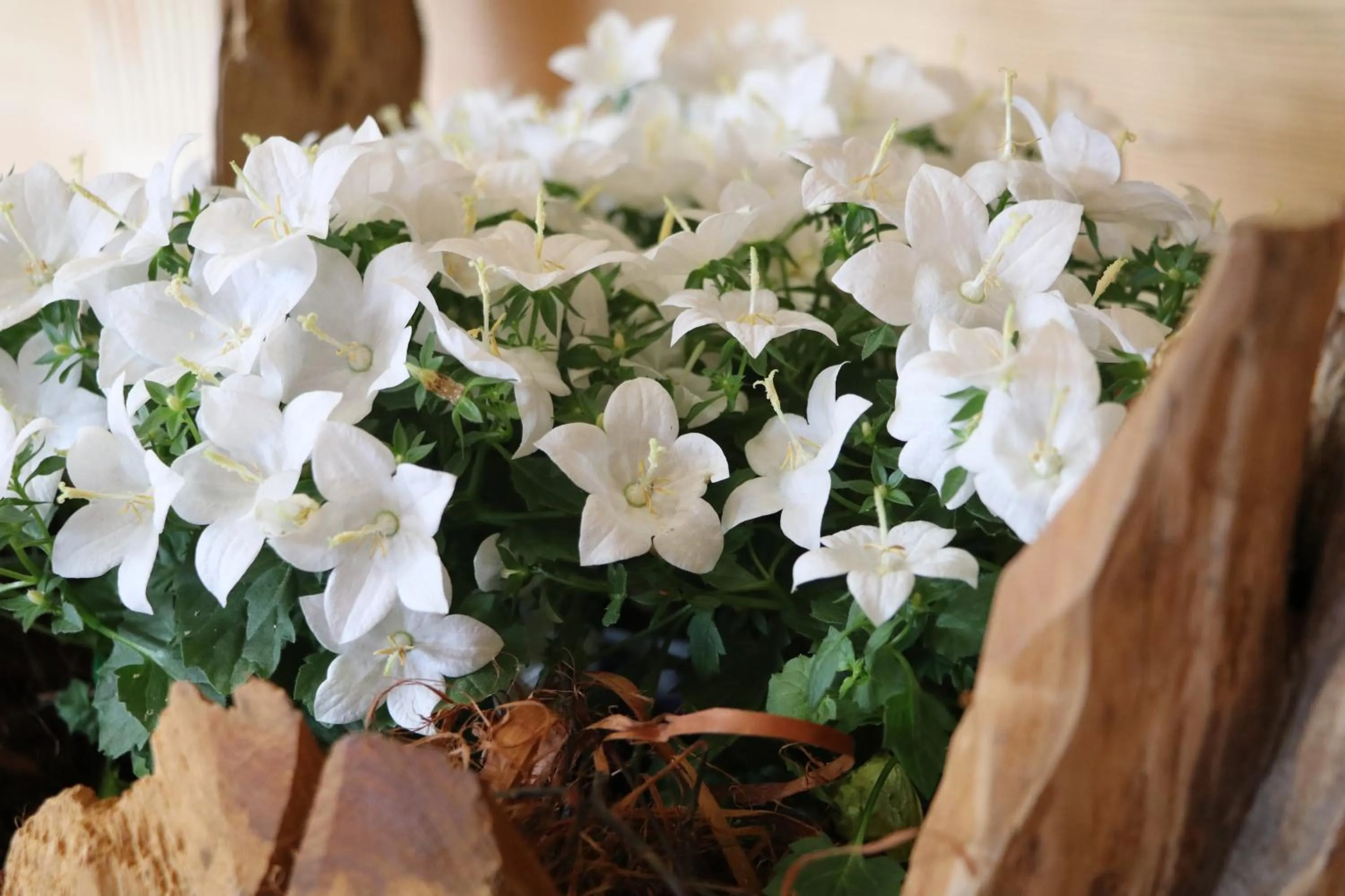 Decorative detail in Hotel Serena