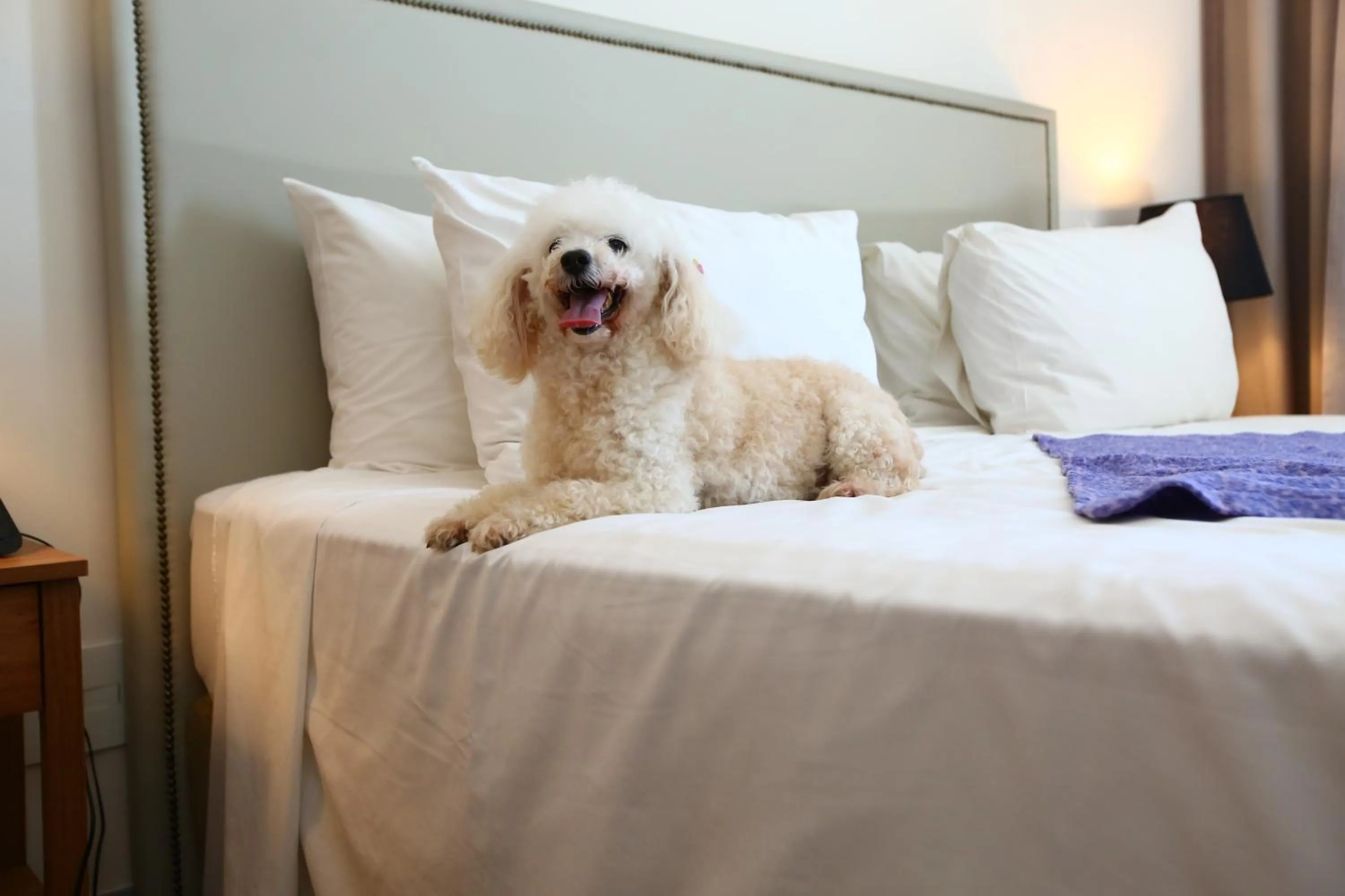 Pets, Bed in eSuítes Campos dos Goytacazes