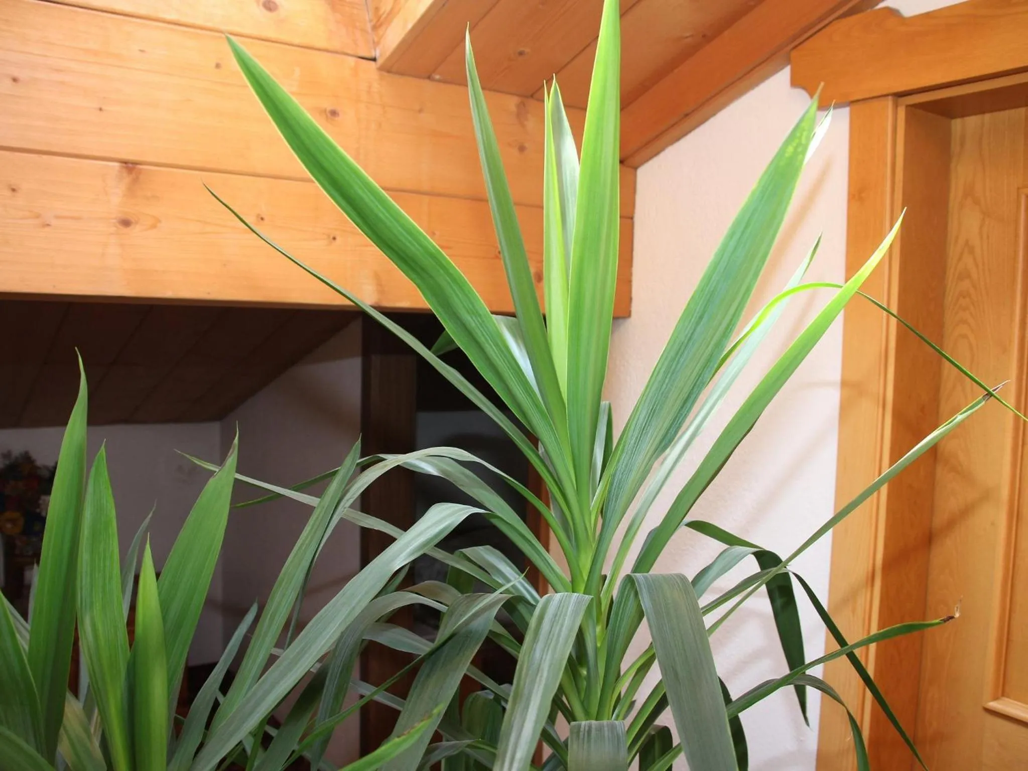 Decorative detail in Residence Rottonara