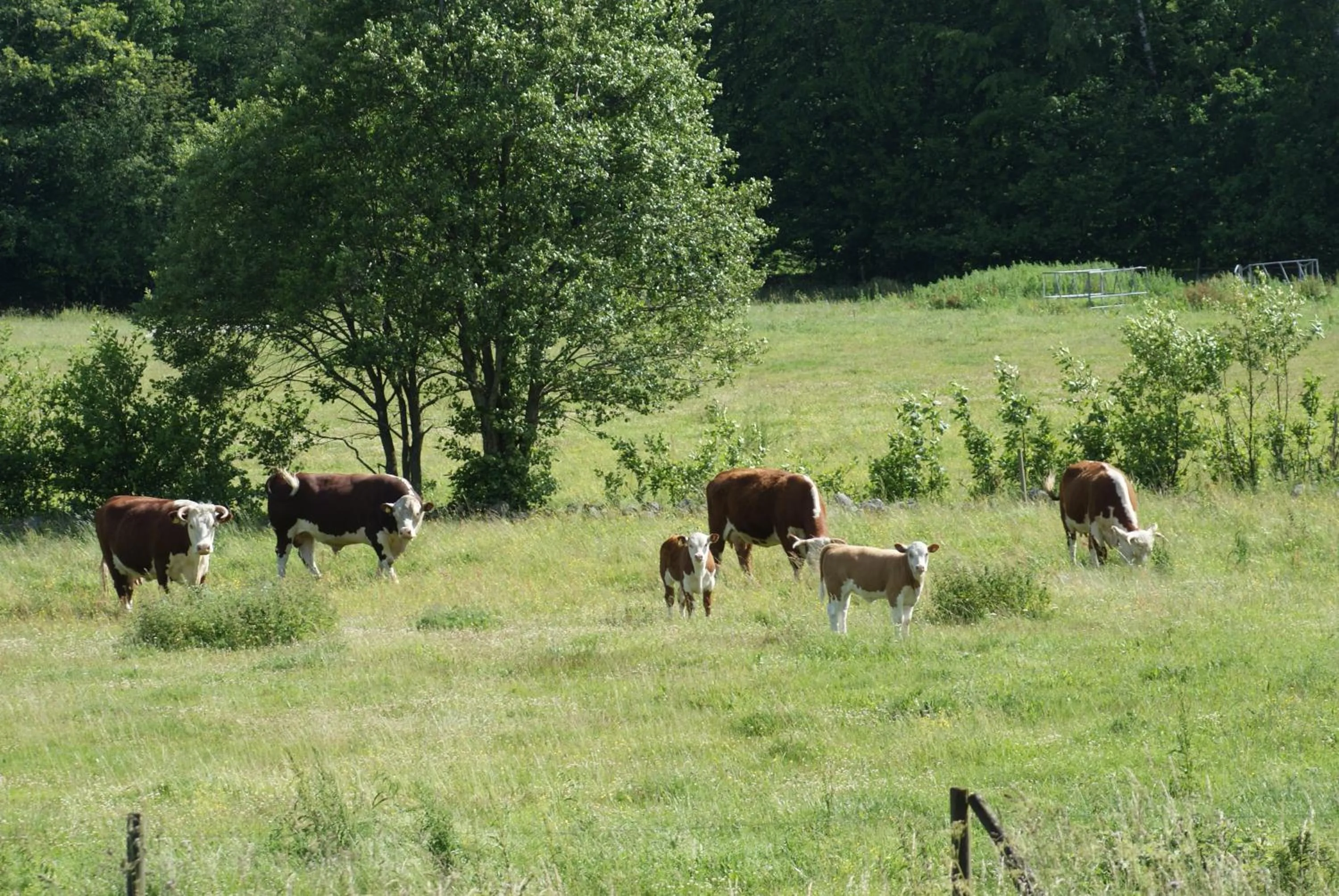 Animals in The Old Henhouse