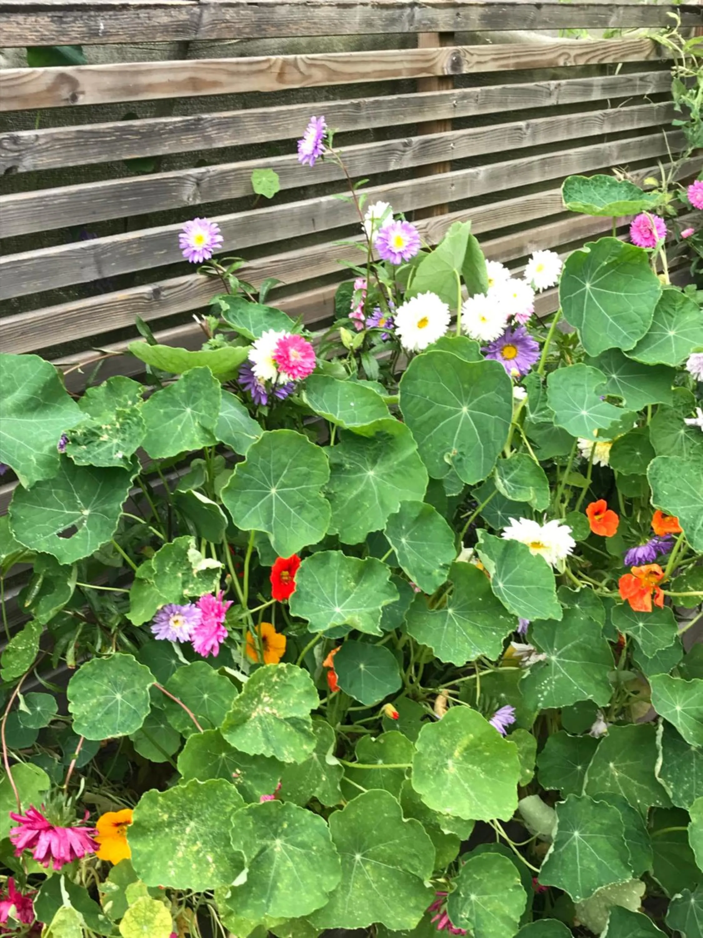 Other in The Old Henhouse