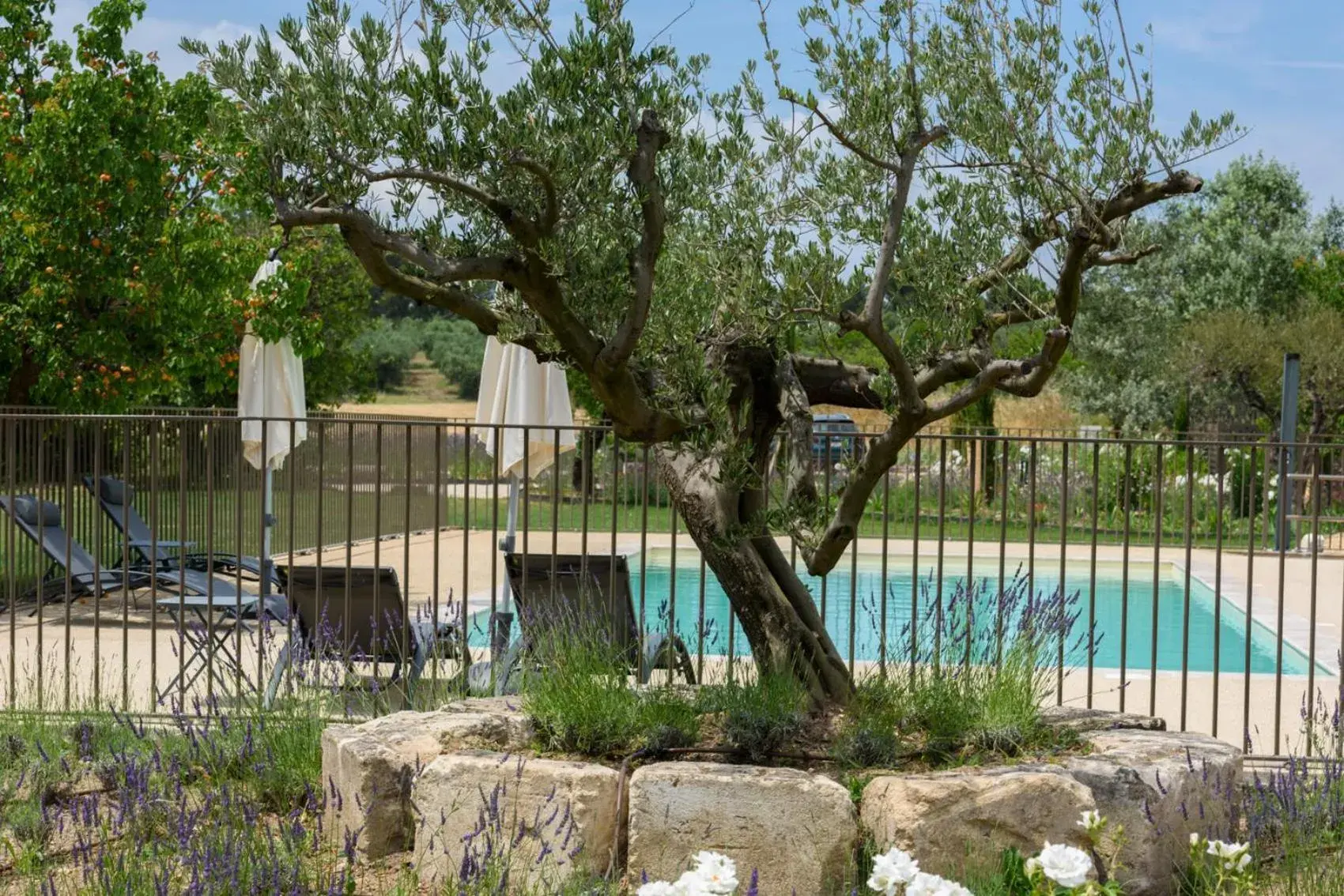 Domaine du Mas Foucray Domaine du Mas Foucray