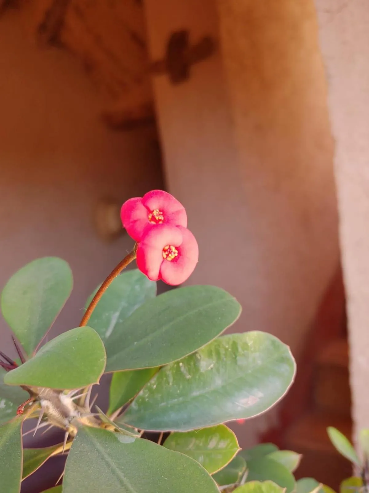 Les Jardins du M'goun