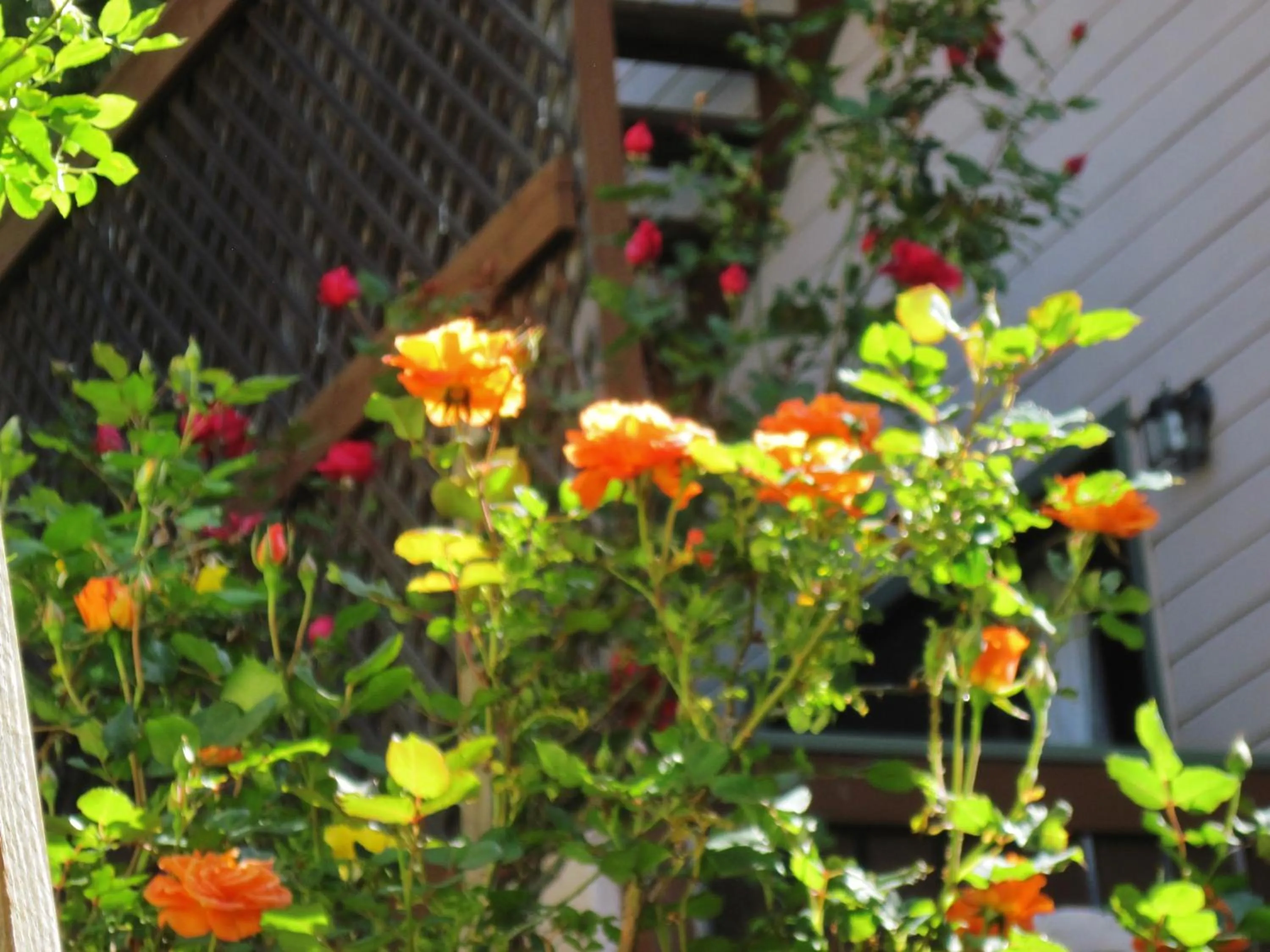 Spring in The North Shore Inn