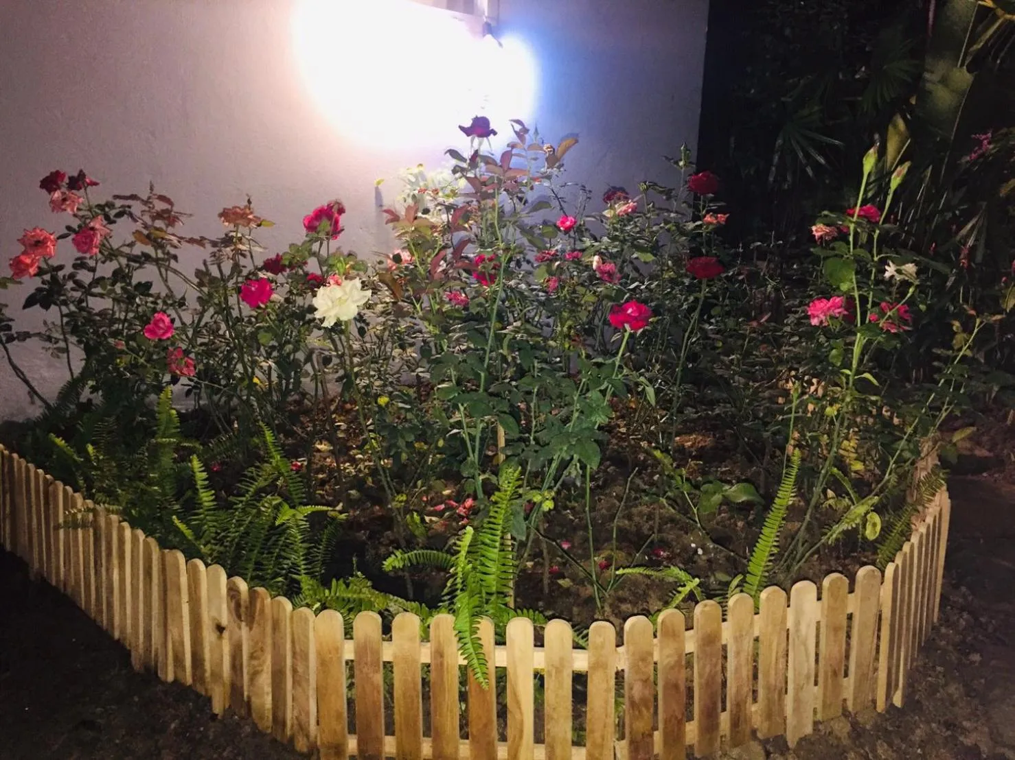 Garden in DE ROSE Hotel Chiang Mai