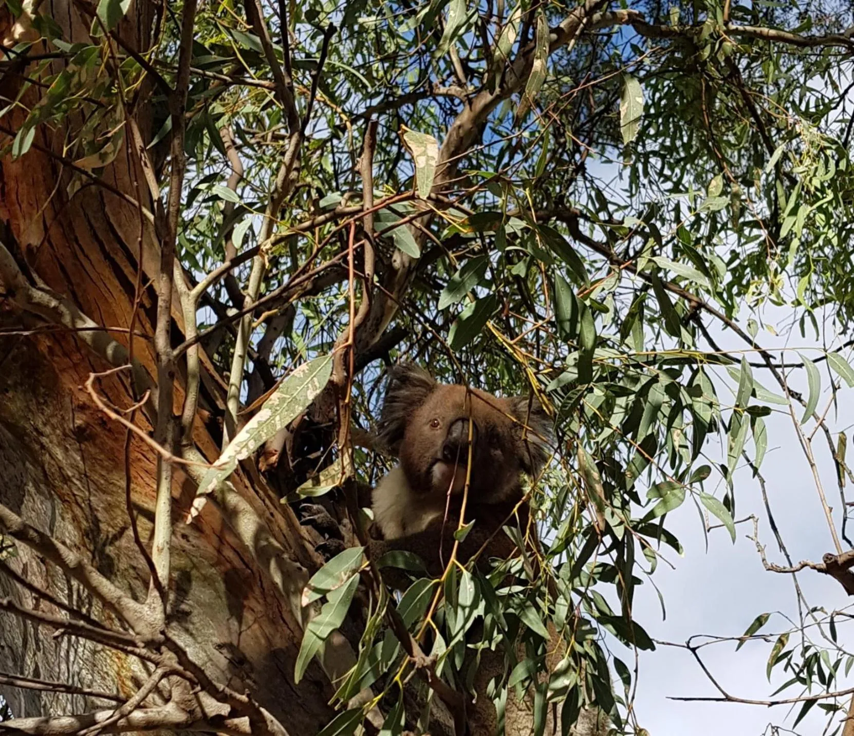 Animals in Levi Adelaide Holiday Park