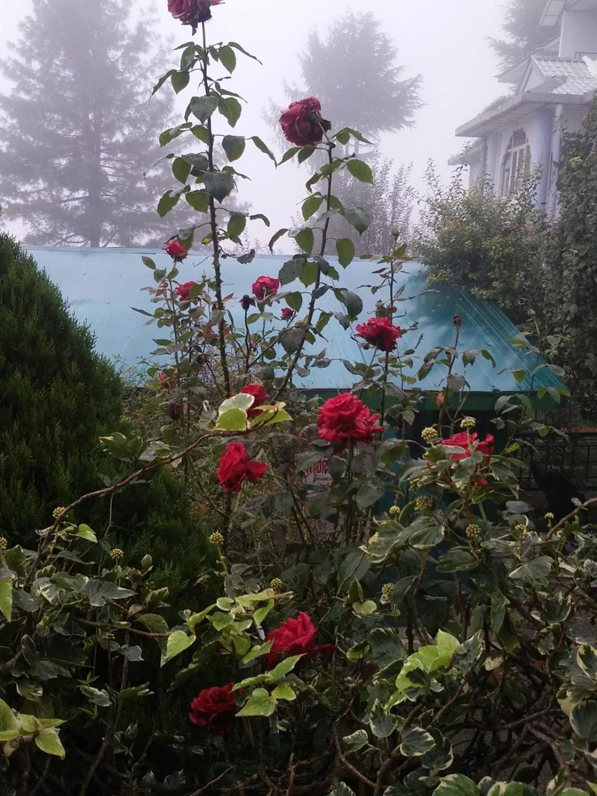 Garden view in Snow King Retreat - The Heaven