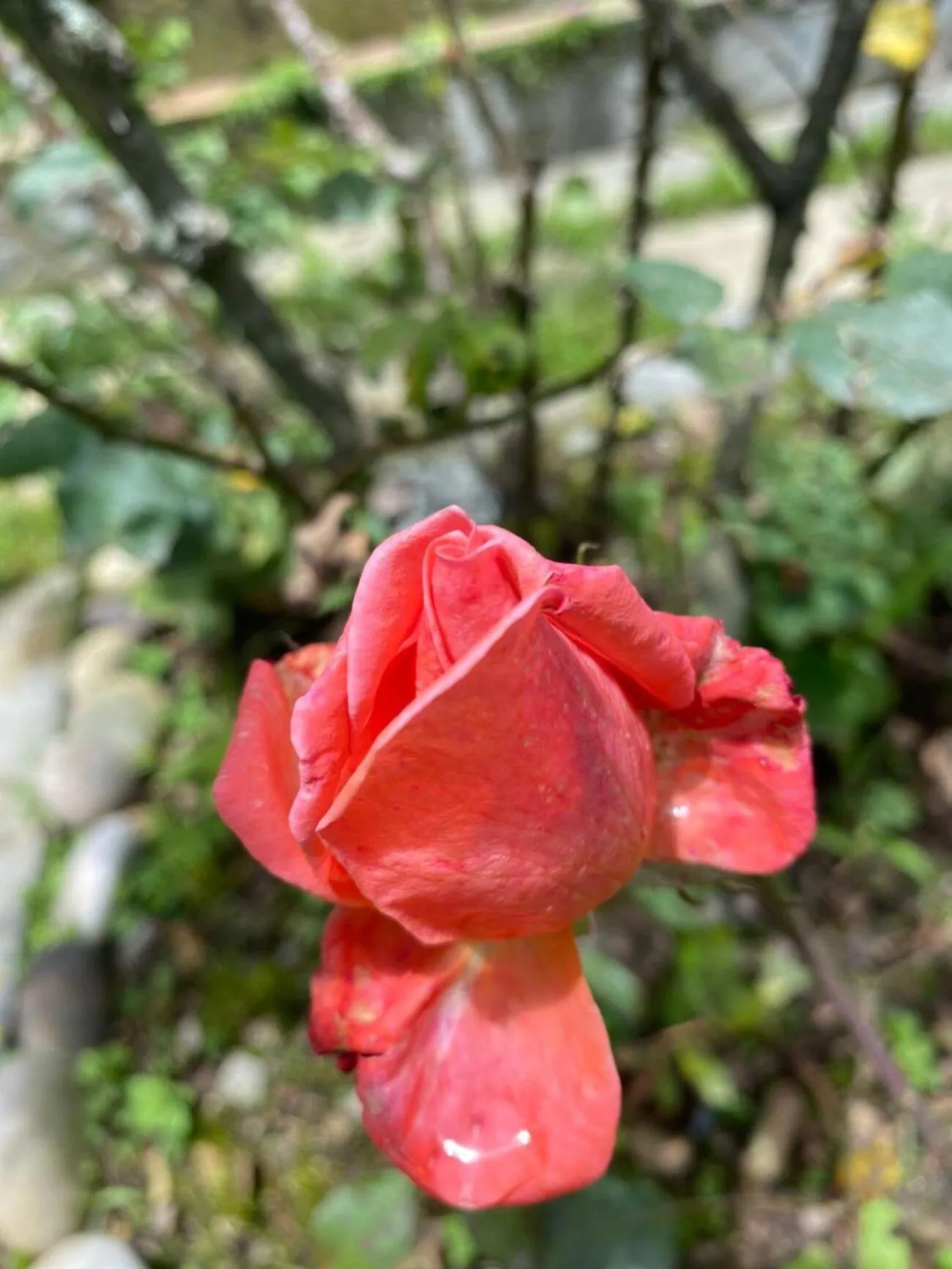 Garden view in Snow King Retreat - The Heaven