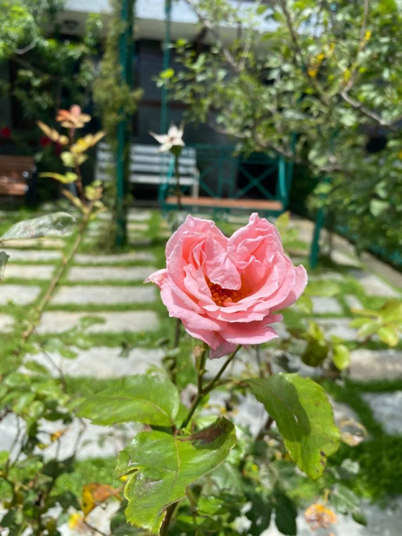 Garden view in Snow King Retreat - The Heaven