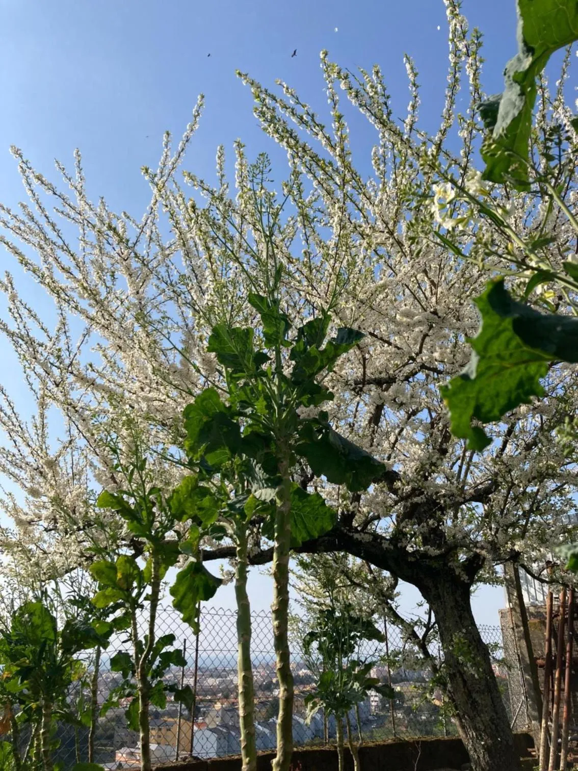 Other in Alfazema Sunset House