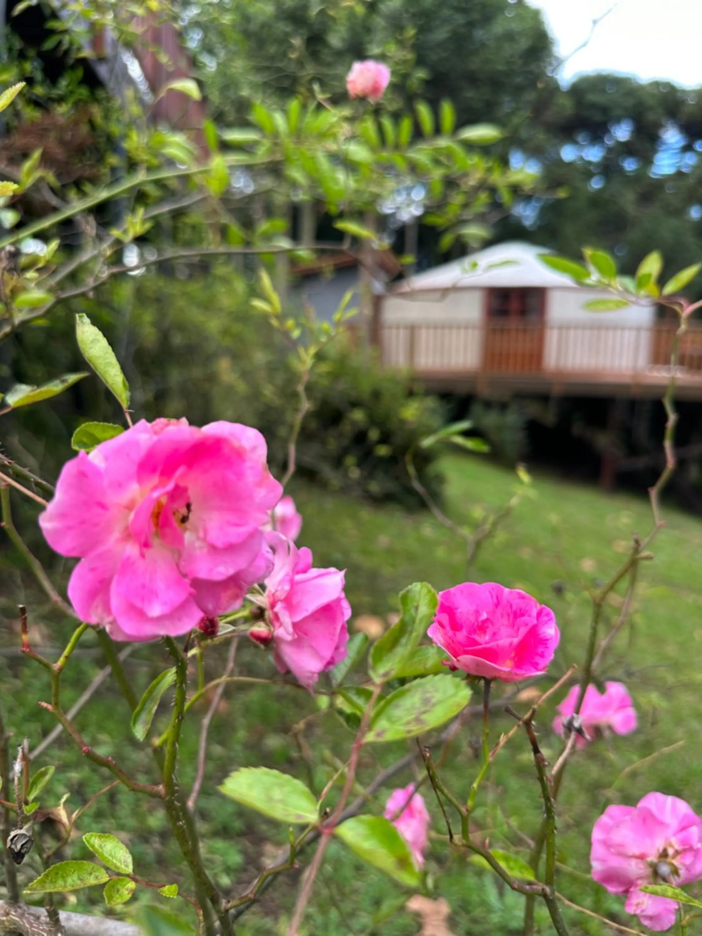 Solar do Oriente - Yurt Ecovillage