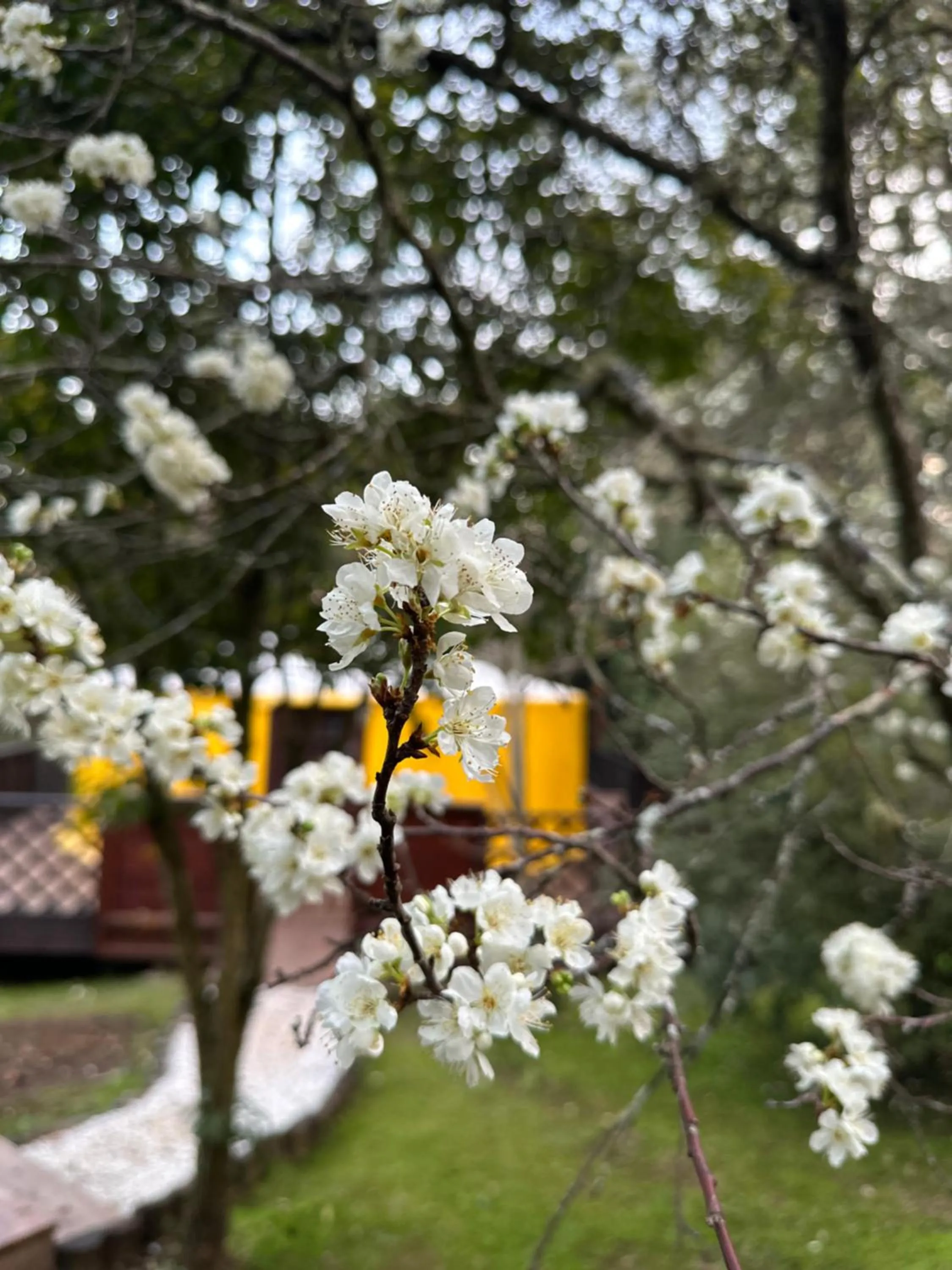Solar do Oriente - Yurt Ecovillage