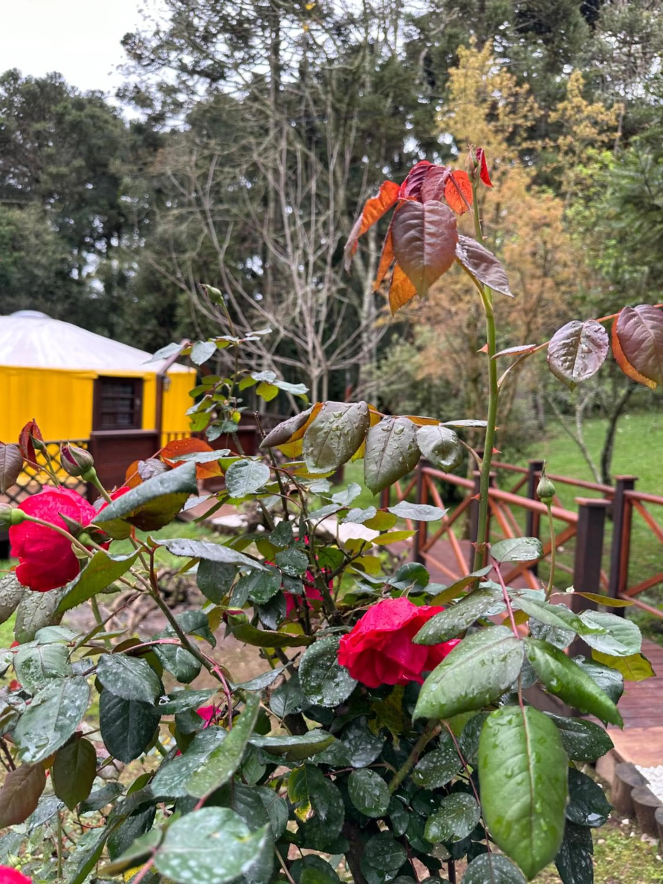 Solar do Oriente - Yurt Ecovillage