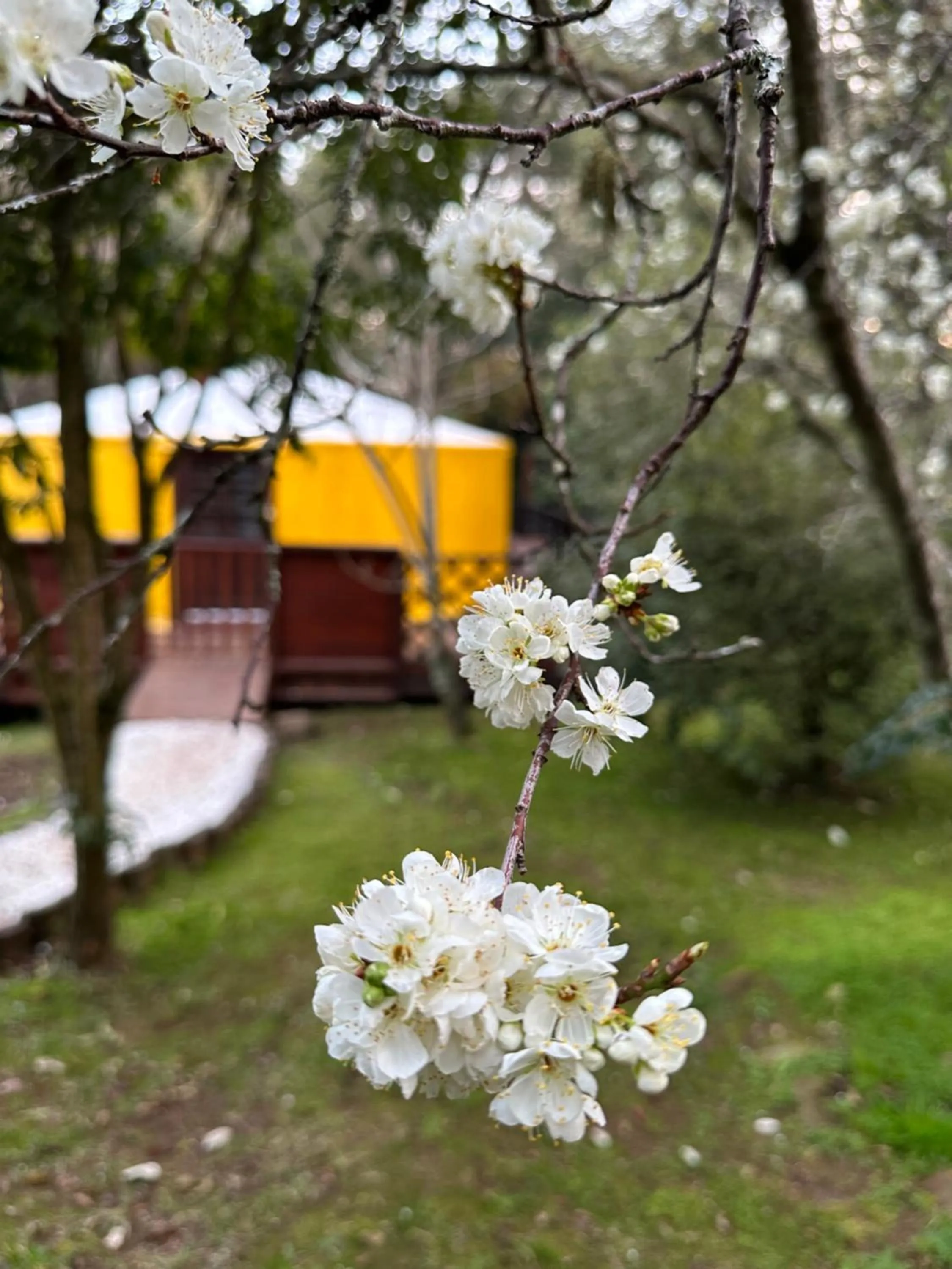 Solar do Oriente - Yurt Ecovillage