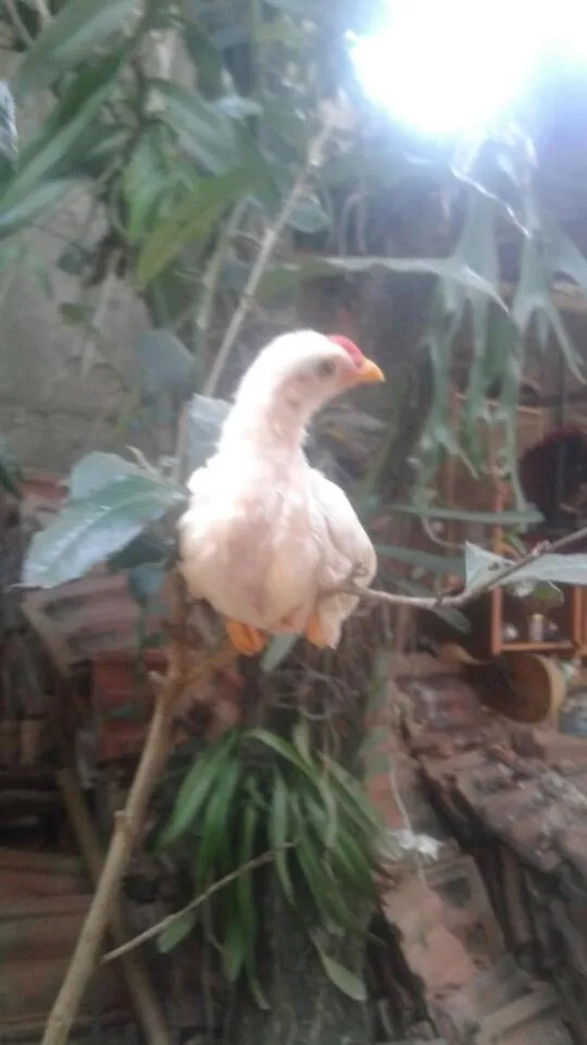 Mai Chau Xanh Bungalow