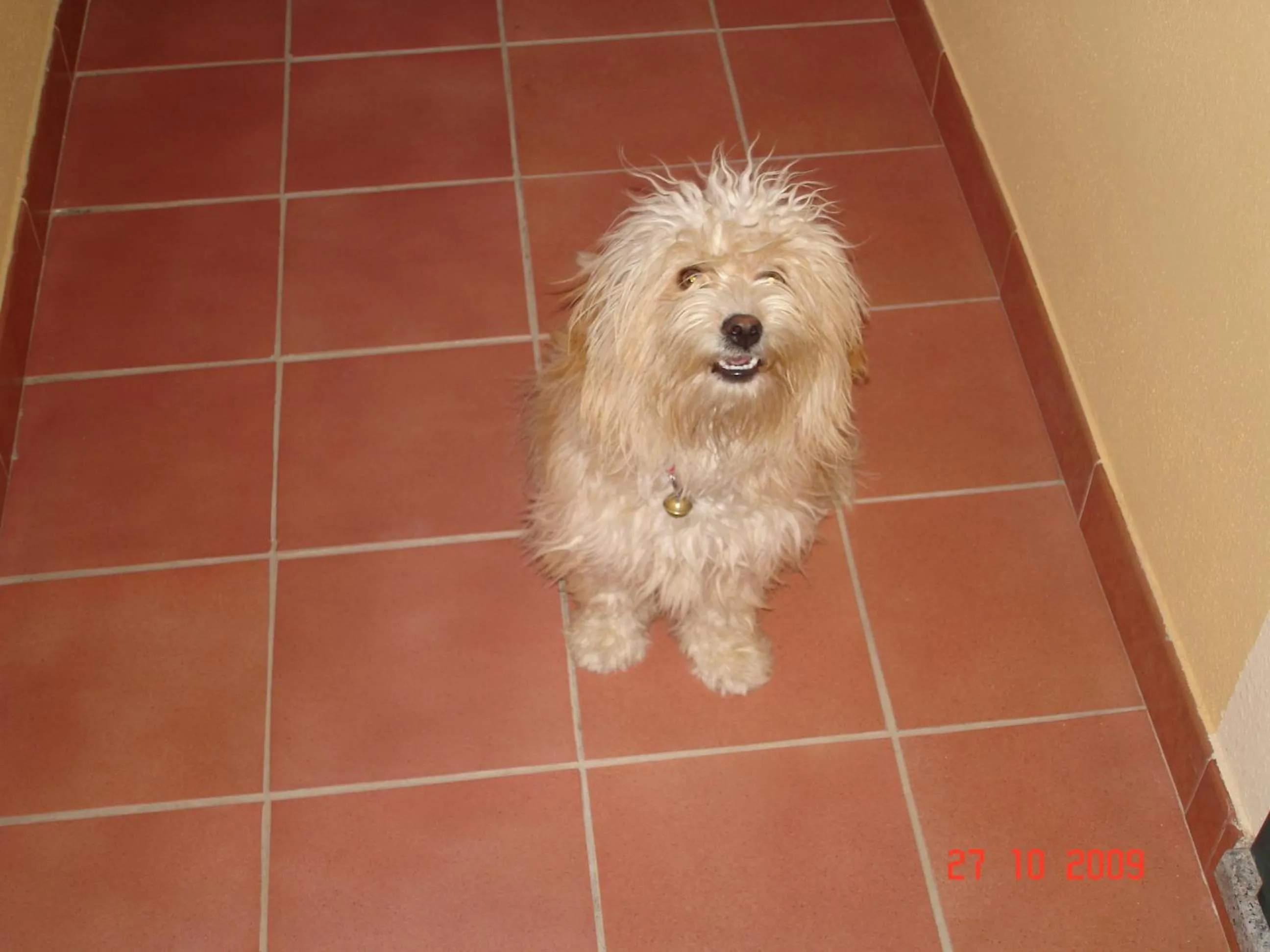 Pets in Real B&B Primo Sole