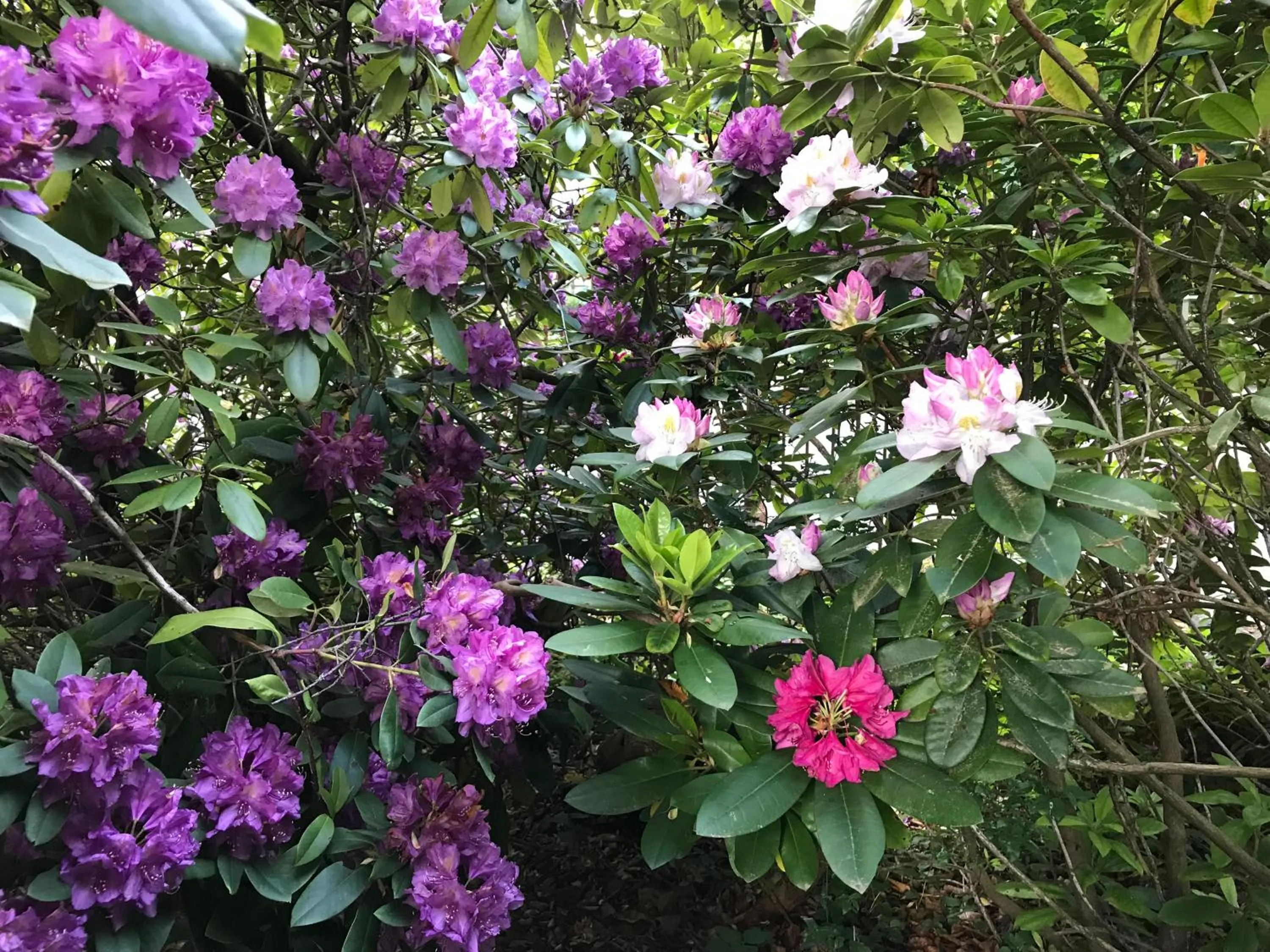 Garden in Villa Jakobsbrunnen